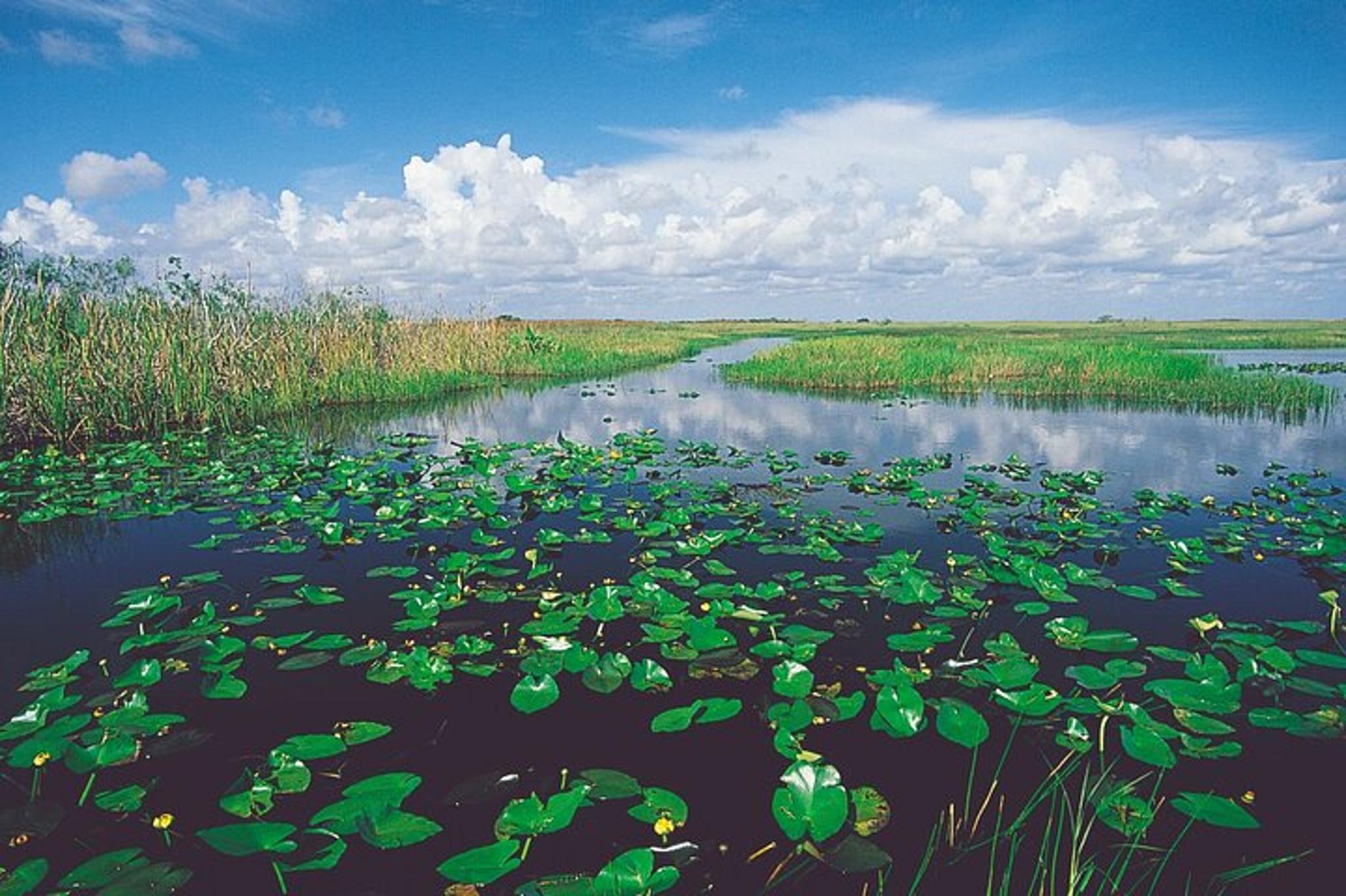 Miami Everglades Airboat Tour - Image 4