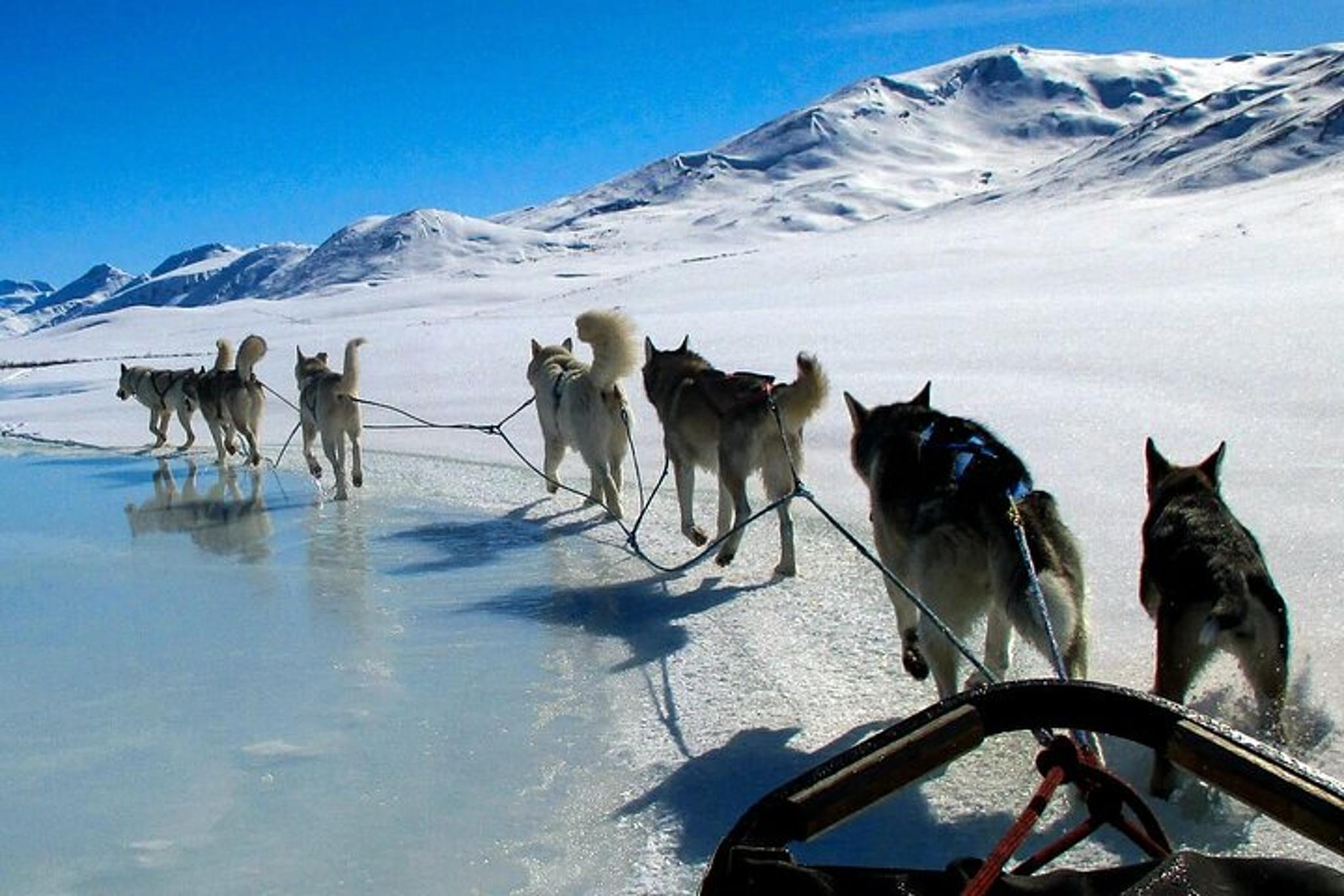 Fairbanks Dog Sled and ATV Adventure - Image 4