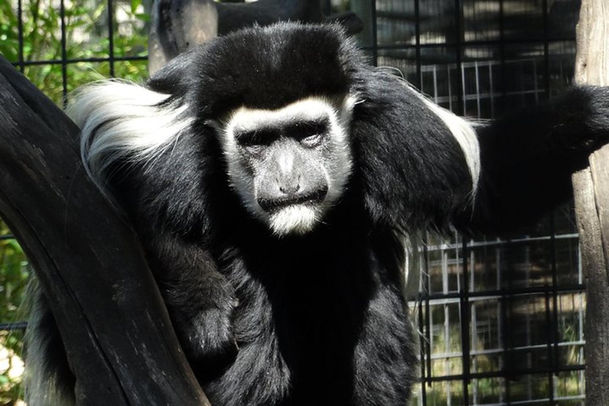 San Francisco Safari and Redwood Adventure - Image 2