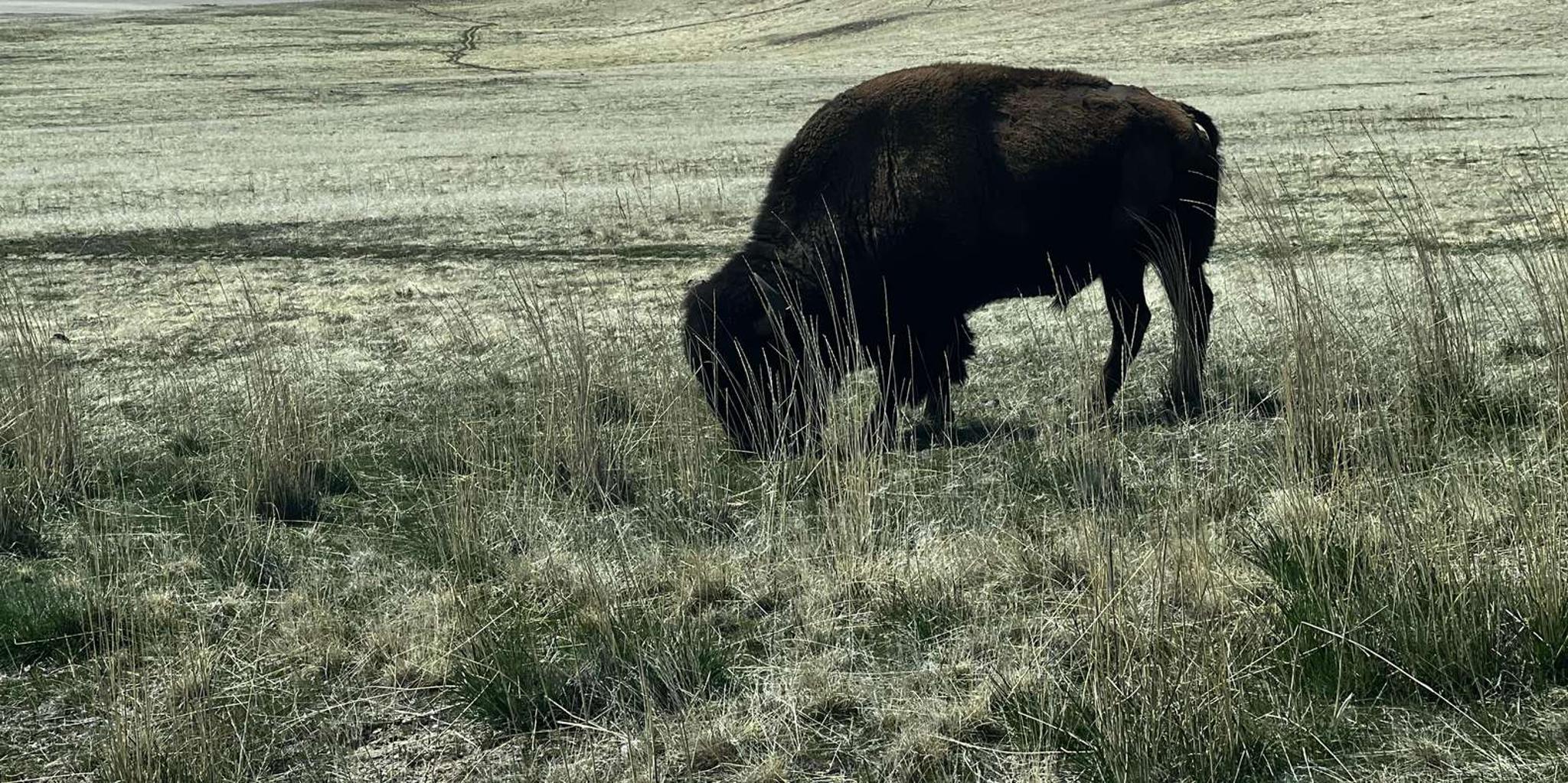 Salt Lake City Private Tour of Bonneville Salt Flats and Antelope Island - Image 5