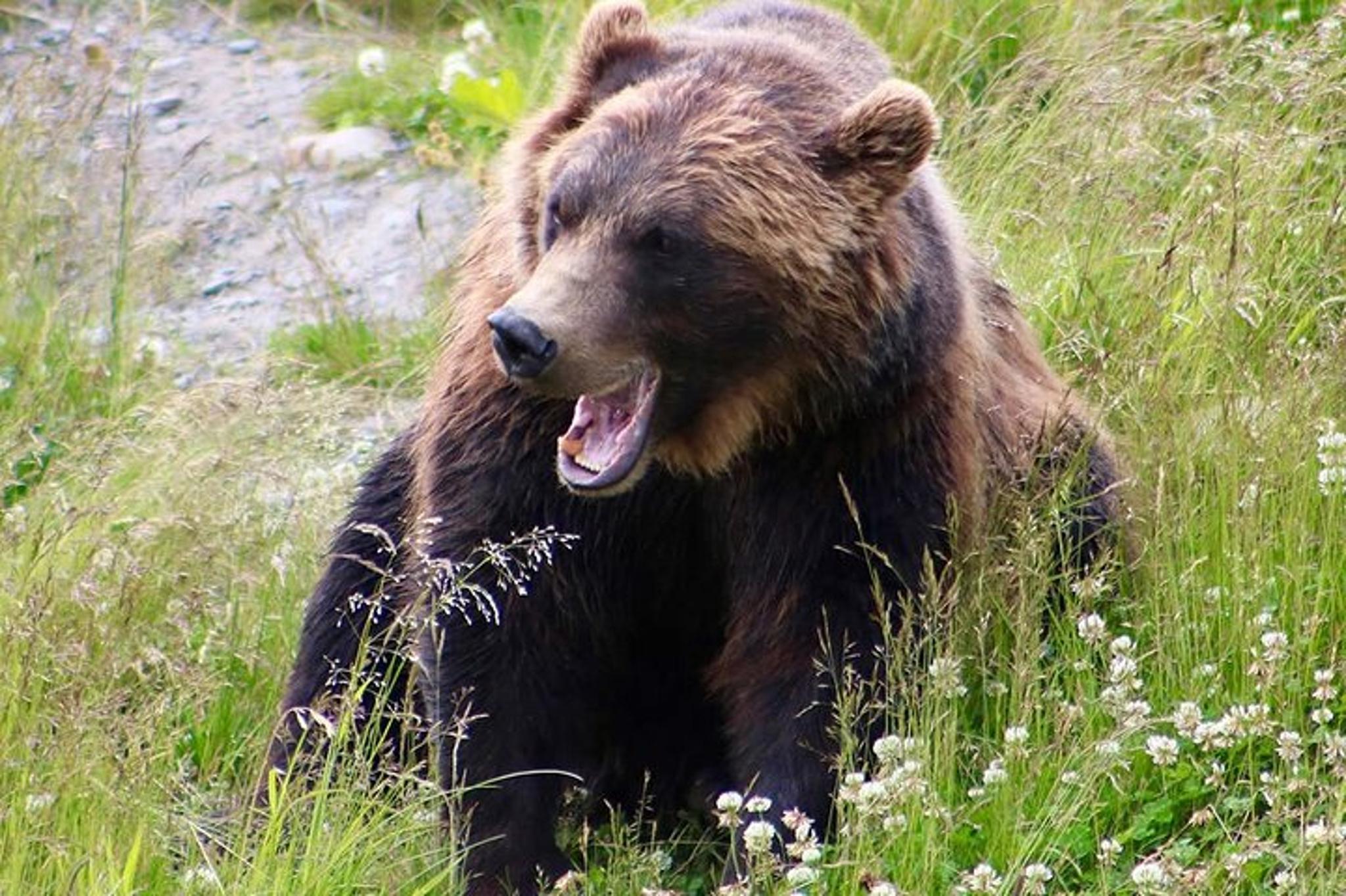 Yellowstone and Grand Teton 5-Day Tour - Image 5