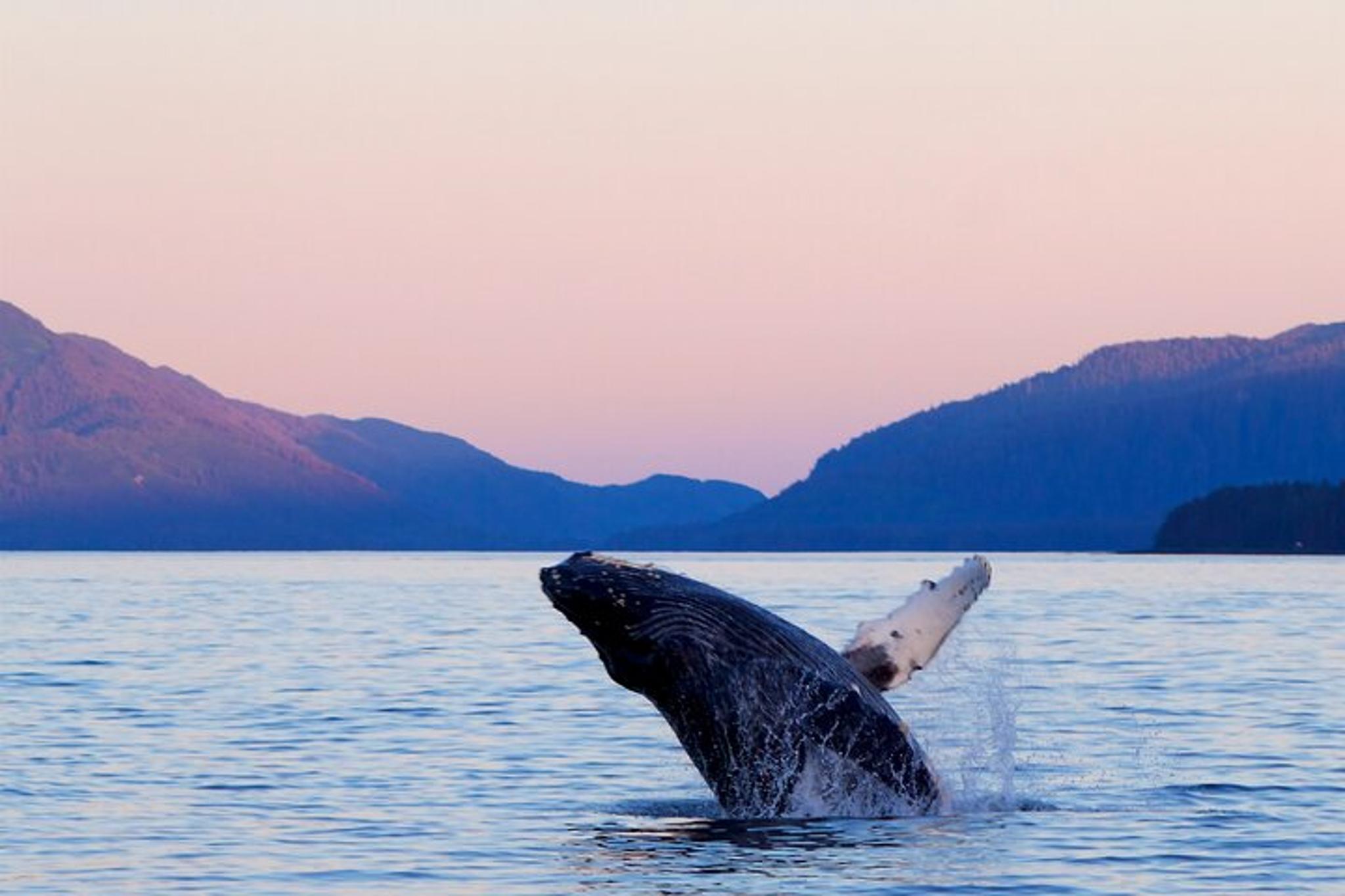 Sitka Whale Watching and Wildlife Shore Excursion - Image 3