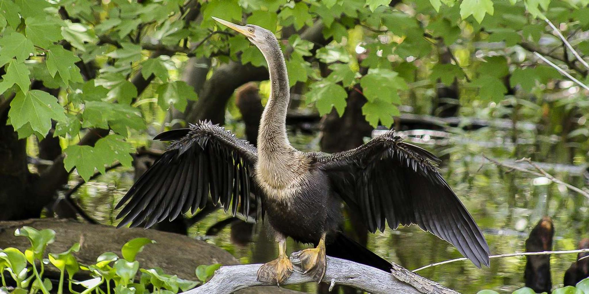 New Orleans Bayou Swamp and Oak Alley Plantation Tour - Image 2