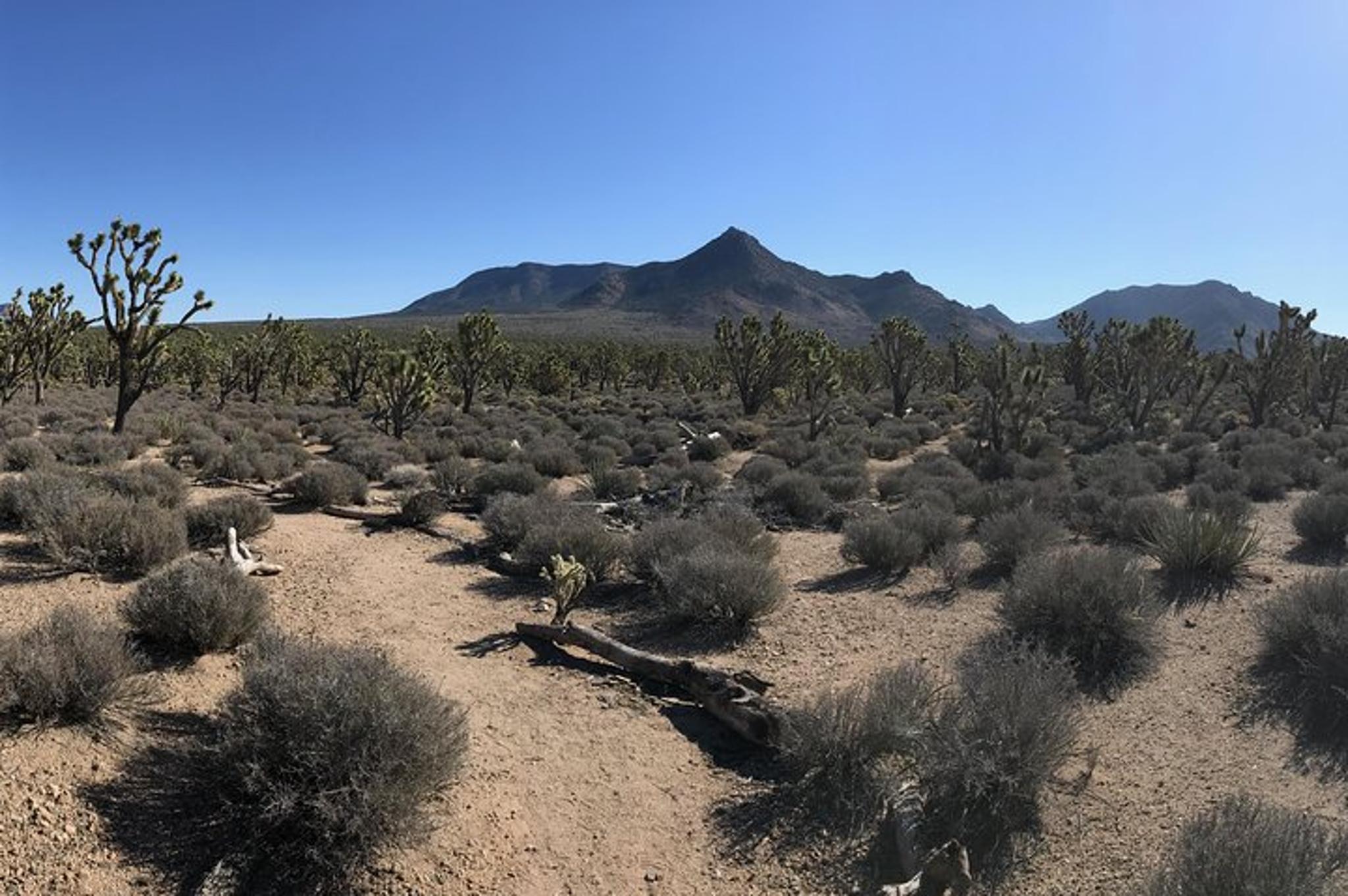 Joshua Tree Horseback Ride with Buffalo Lunch - Image 6