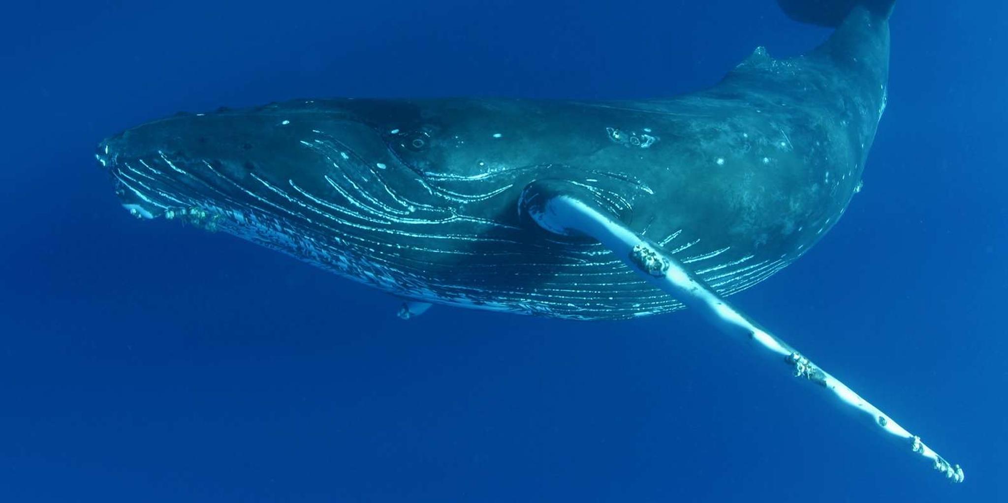 Kailua Kona Whale Watching Cruise - Image 2