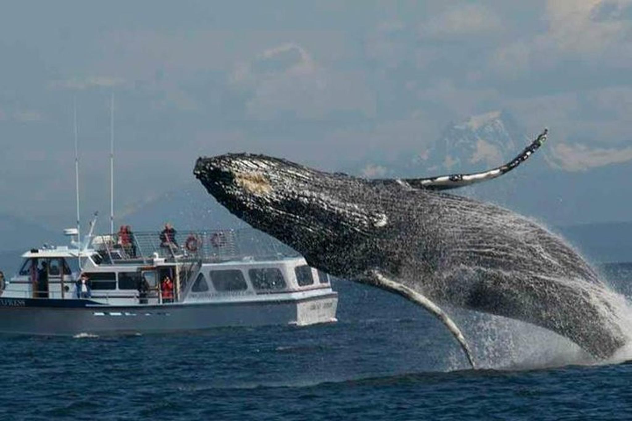 San Juan Islands Whale Watching Tour - Image 2