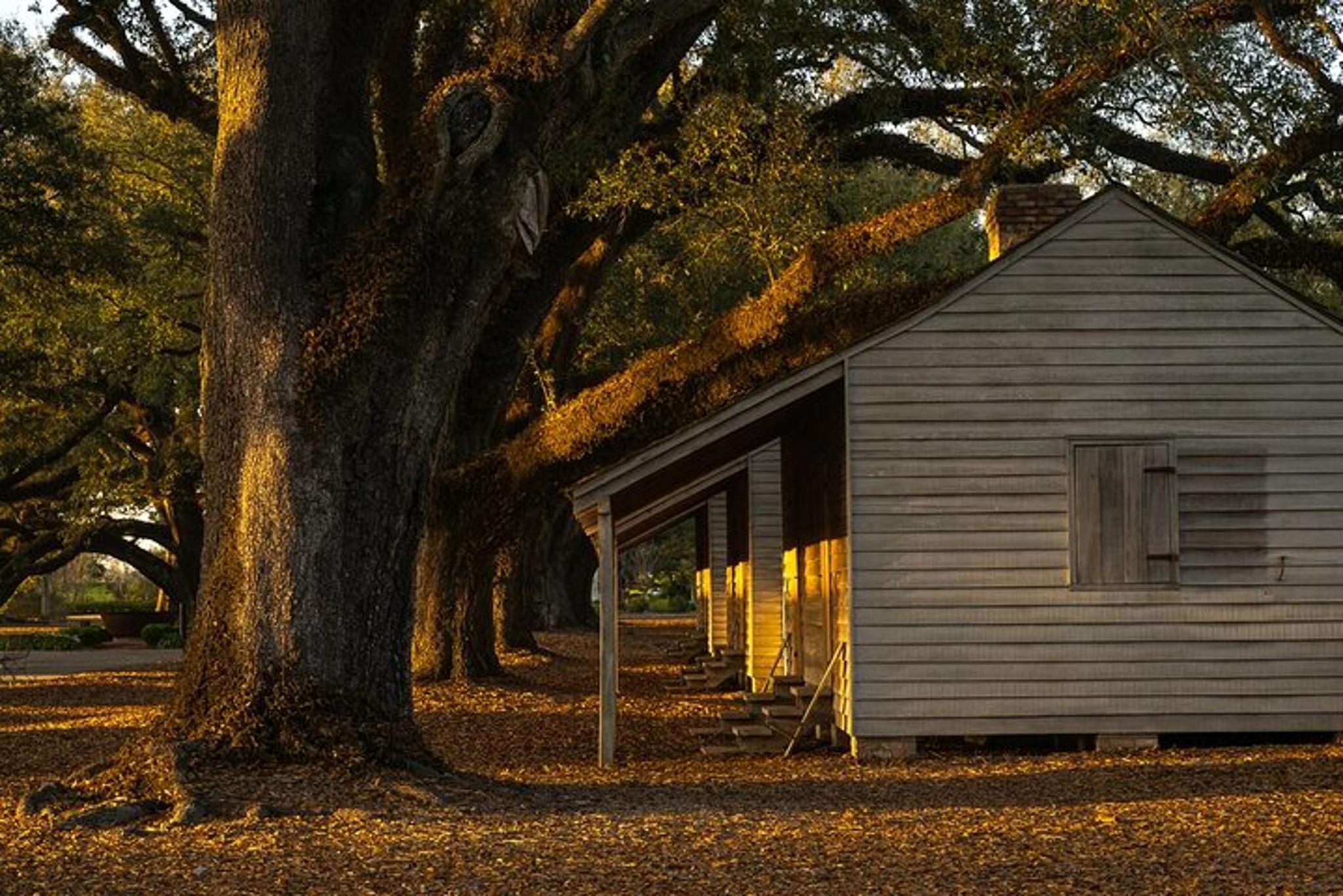 New Orleans Plantation and Kayak Swamp Tour - Image 4