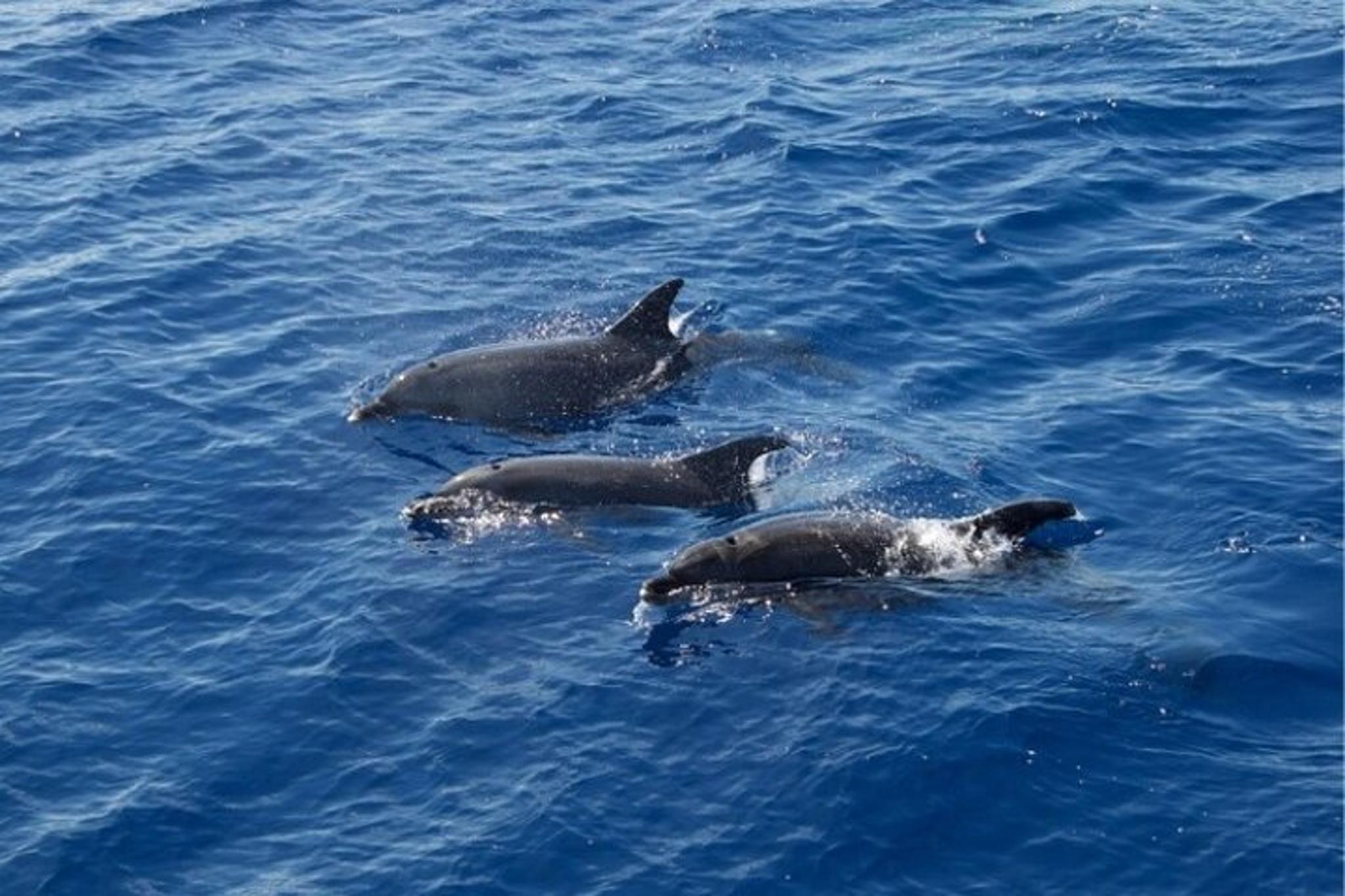 North Myrtle Beach Dolphin Tour 2 hr - Image 6