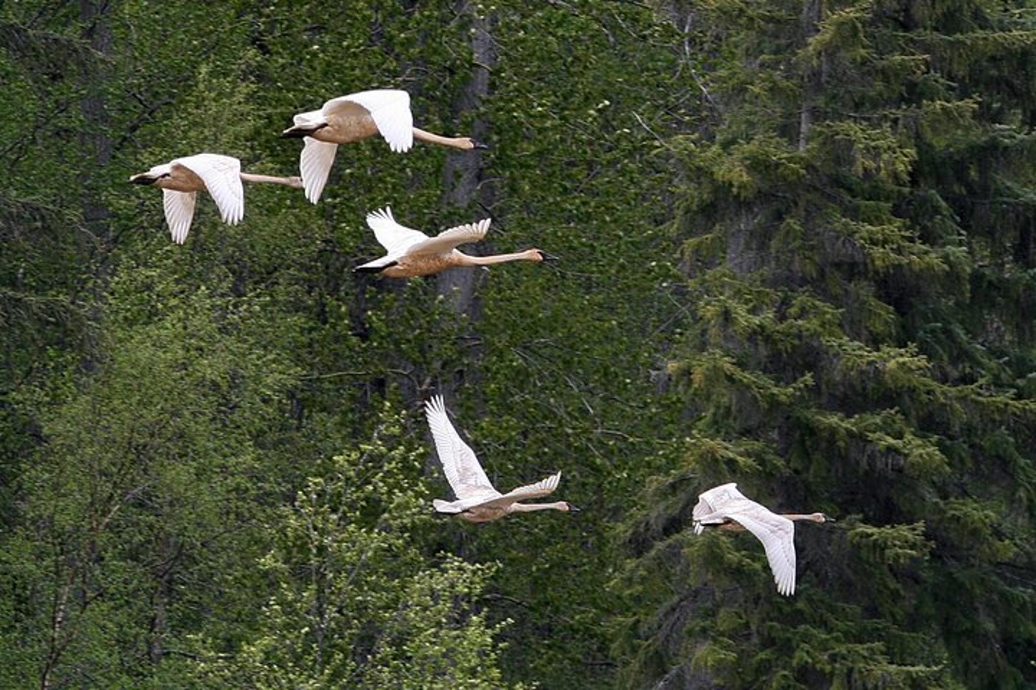 Haines Chilkat River Jet-Boat Adventure - Image 6