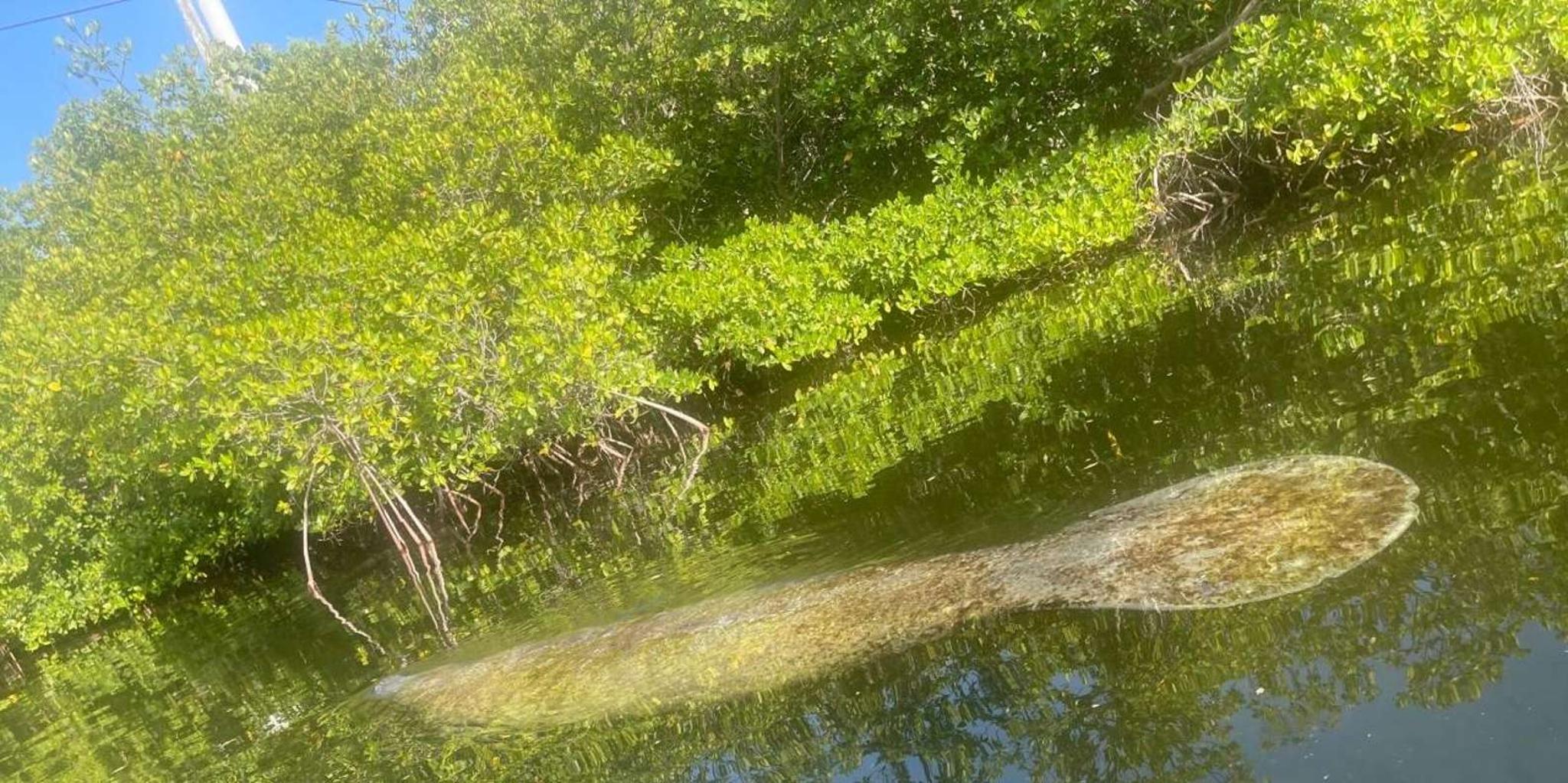 Key West Mangrove Kayak Tour 3 hr - Image 1