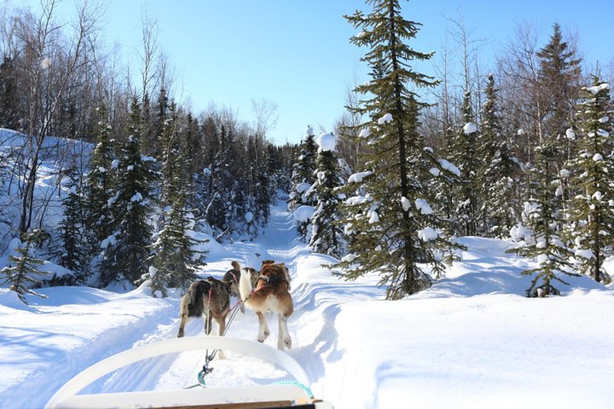 Fairbanks Dog Sledding Tour 1 hr - Image 4