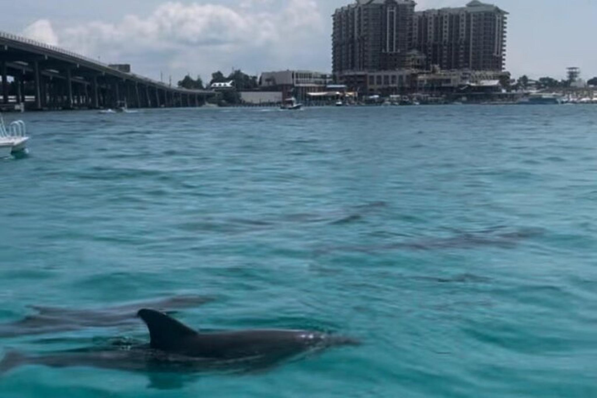 Okaloosa Island Waverunner Dolphin Tour 90 min - Image 6