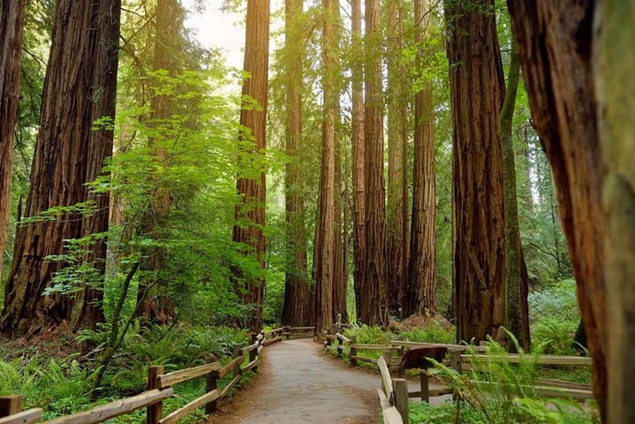 Muir Woods Walking Tour - Image 3