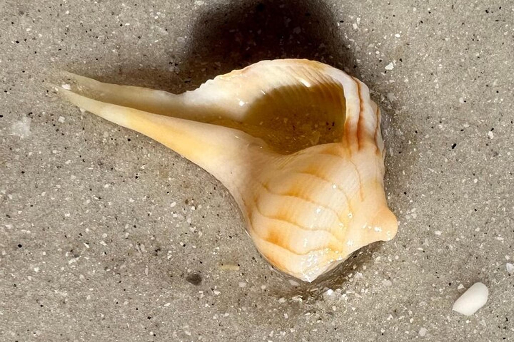 St. Petersburg Shell Key Island Adventure - Image 6