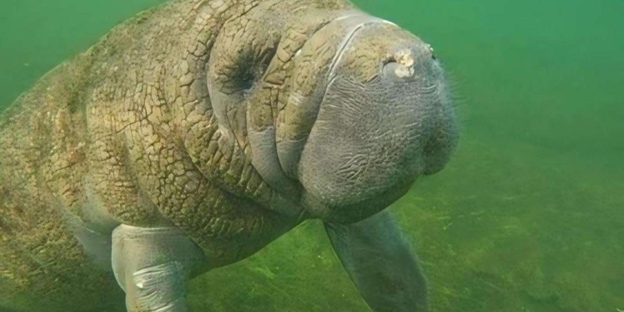 Crystal River Manatee Swim Tour with Heated Boat - Image 2