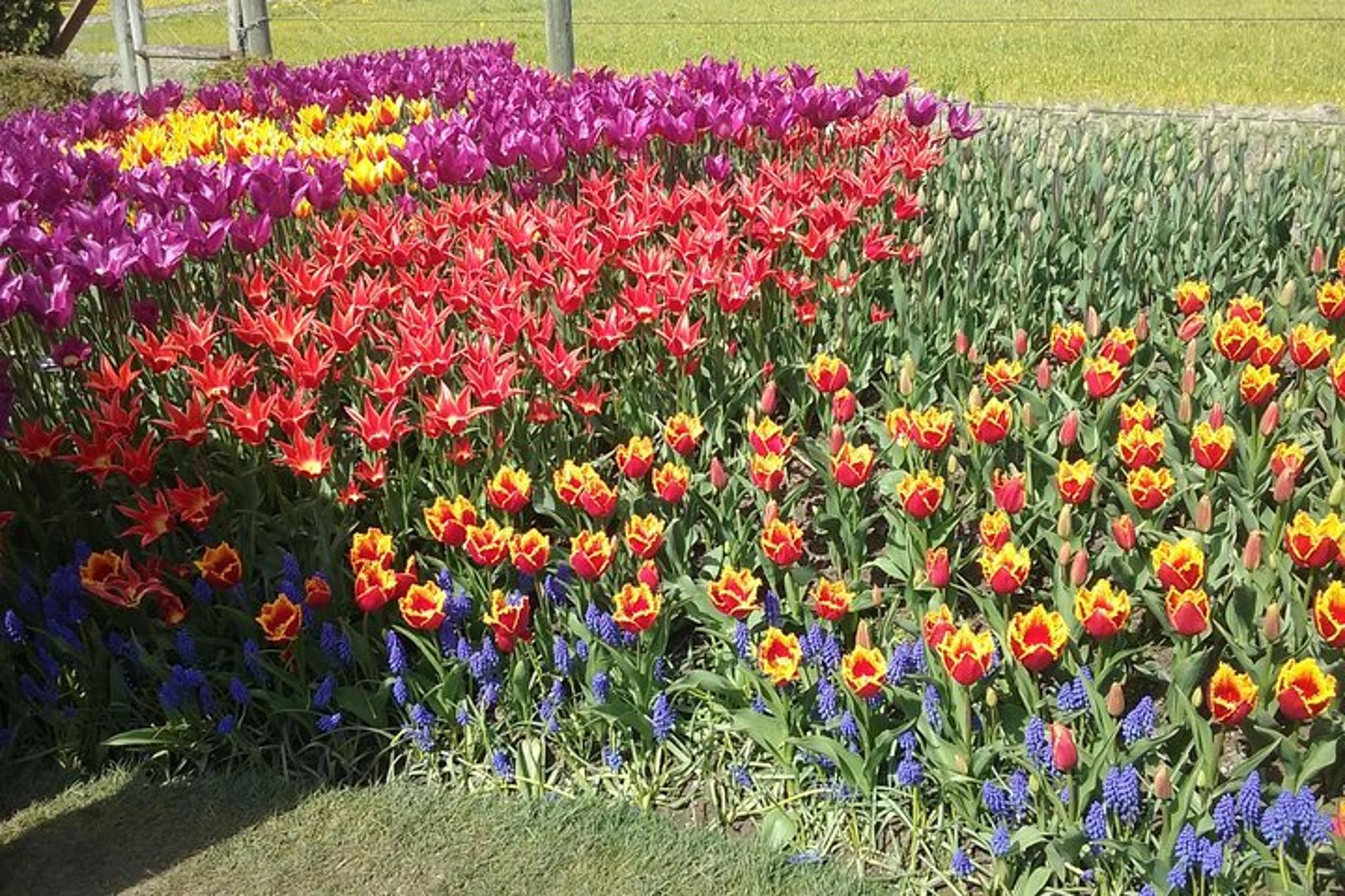 Skagit Valley Tulip Festival Tour - Image 3