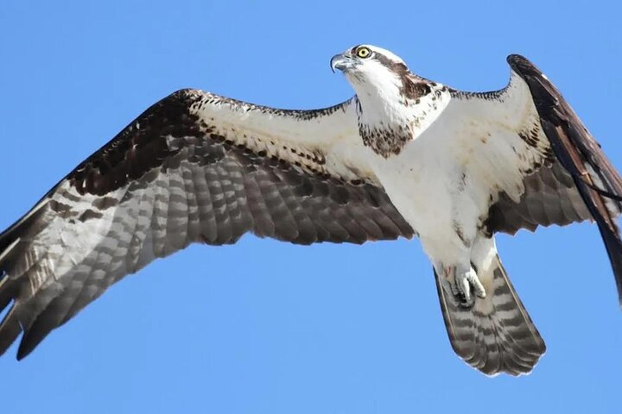 McIntosh Lakeshore Ecotour at Sunrise - Image 4