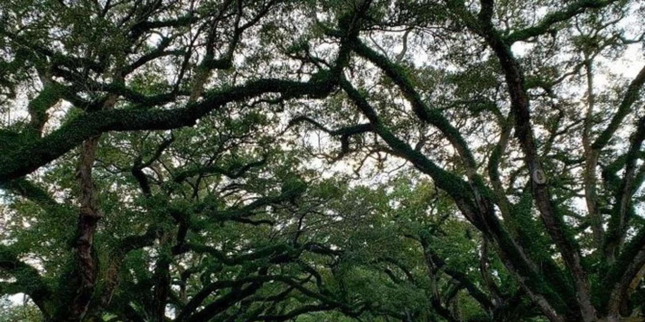New Orleans Oak Alley and Laura Plantation Tour - Image 6