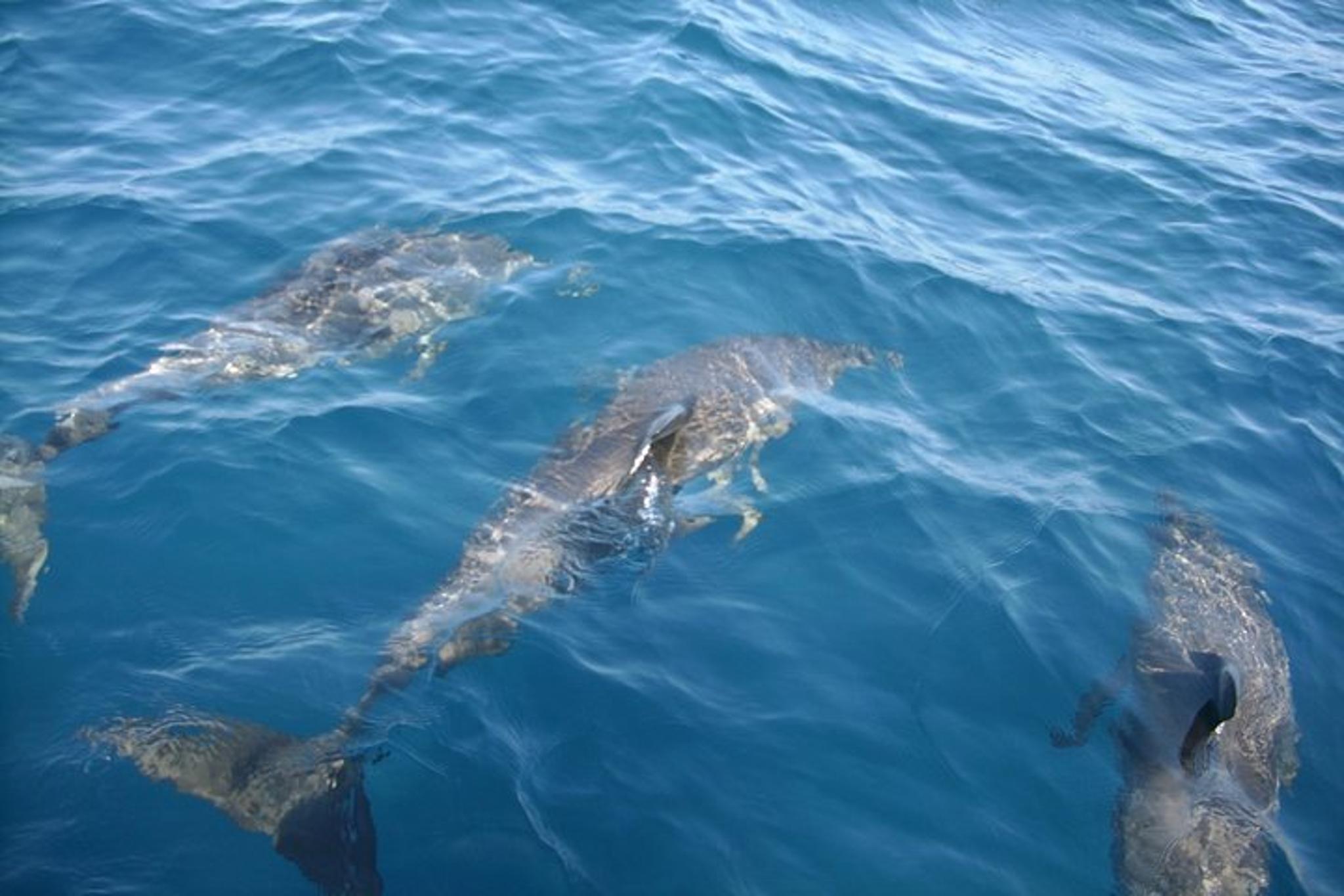 Palm Bay Dolphin and Manatee Tour - Image 2