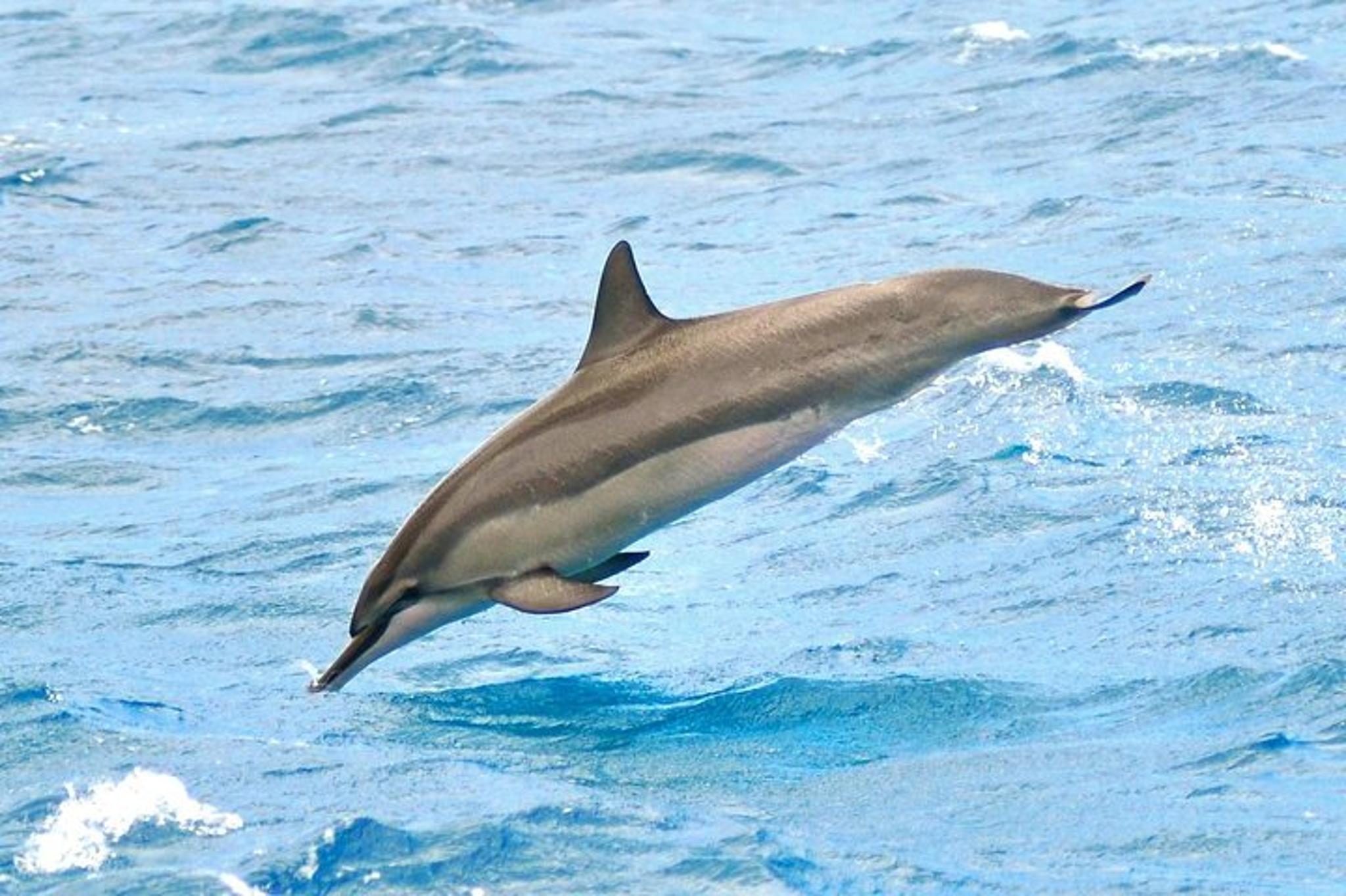 Waikiki Whale Watching Tour at Sunset - Image 5
