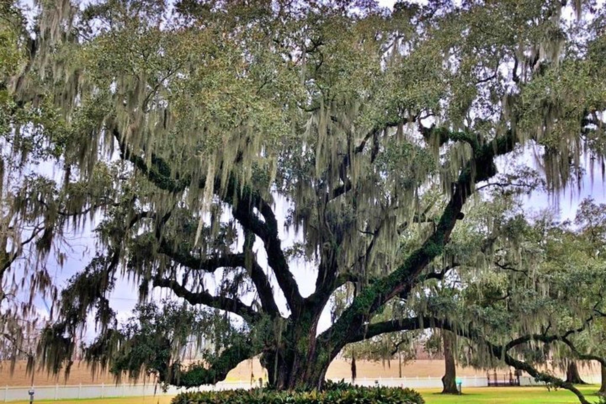 New Orleans City and Destrehan Plantation Tour - Image 2