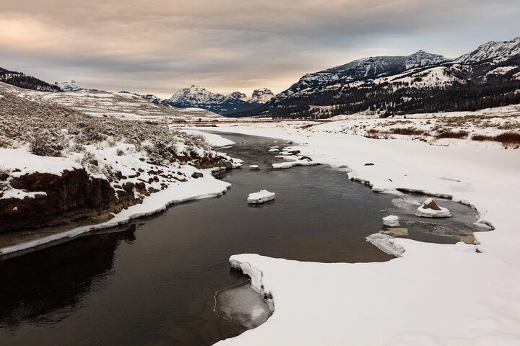 Yellowstone Winter Wildlife Watching Tour - Image 6