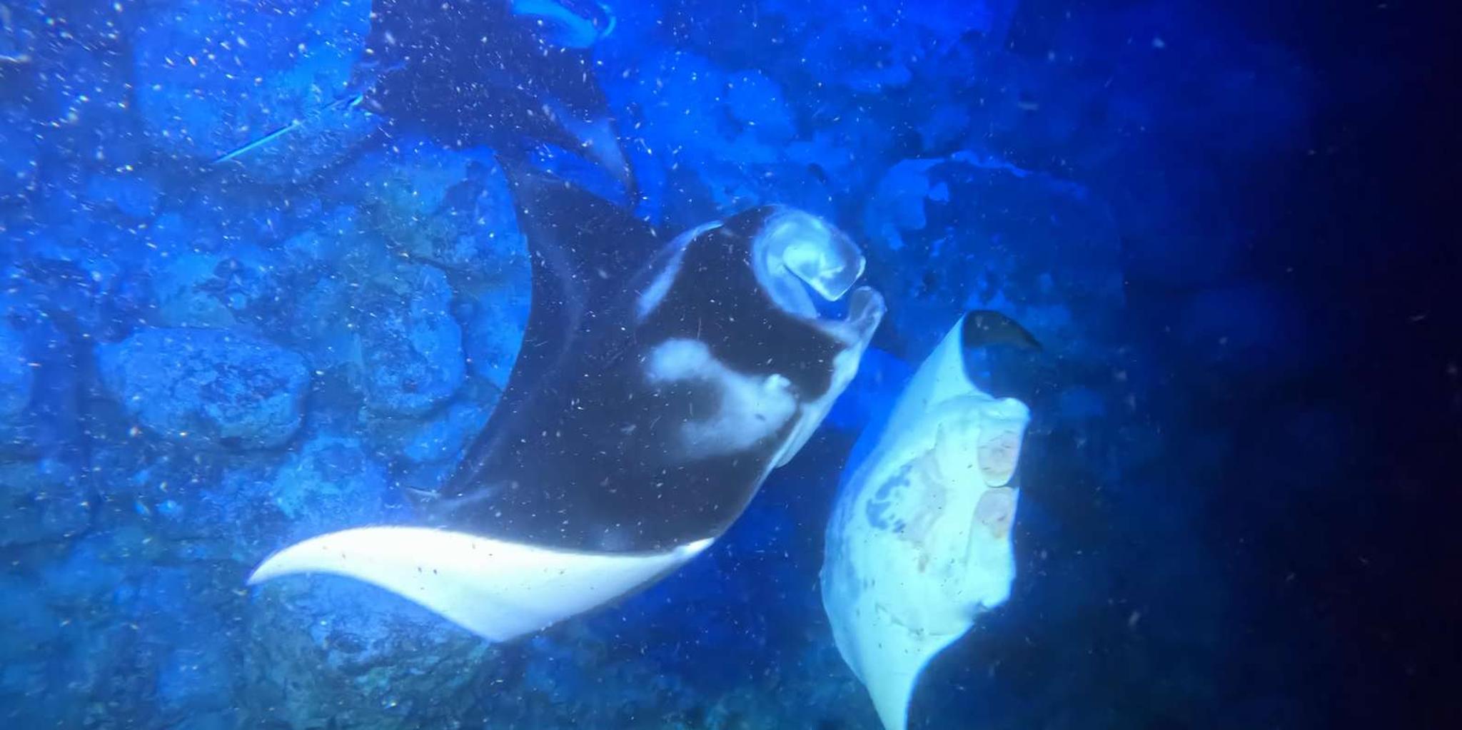 Kona Manta Ray Snorkeling Tour at Sunset - Image 6