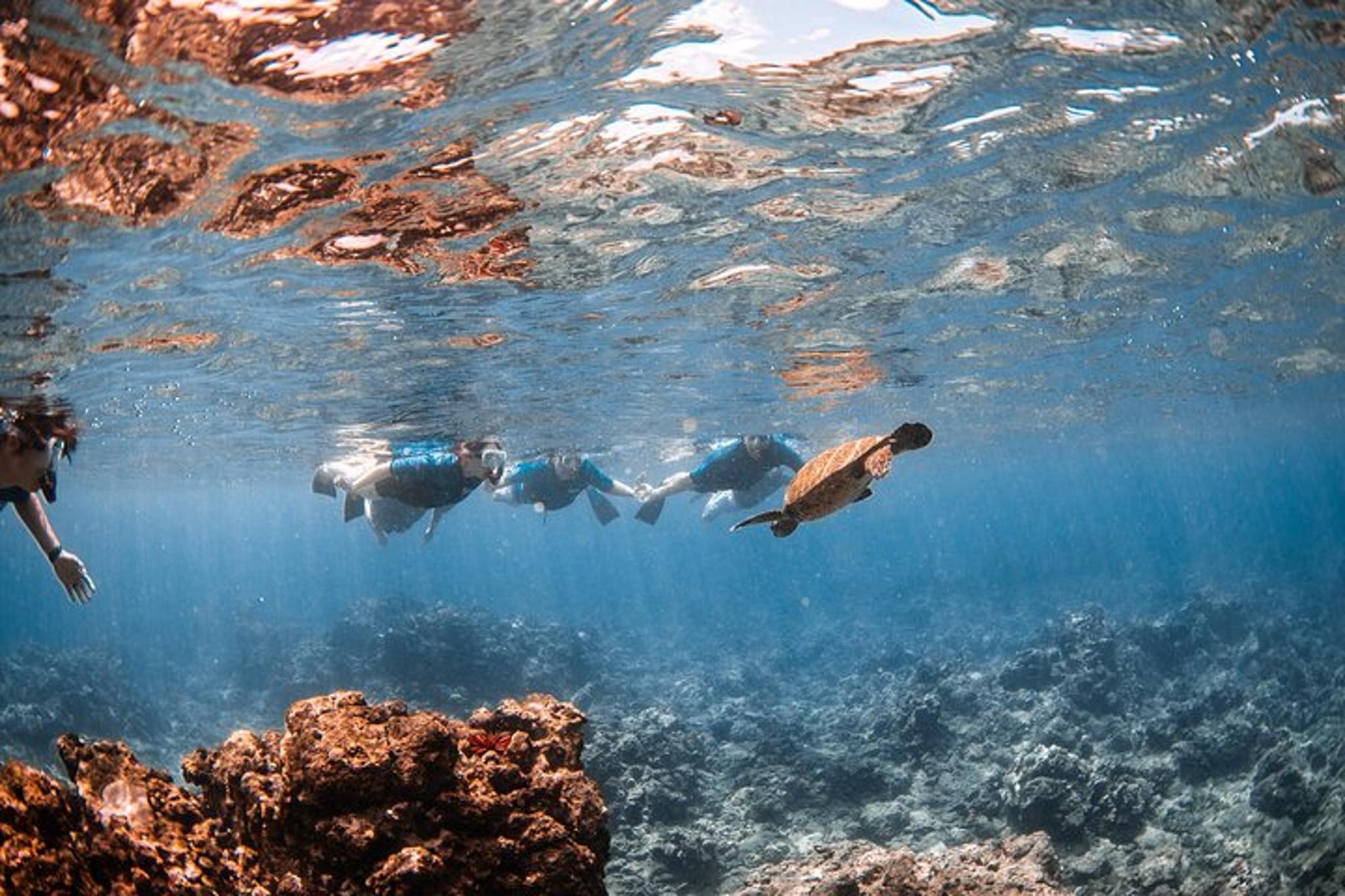 Lahaina Snorkel with Turtles at Mala Wharf 90 min - Image 6