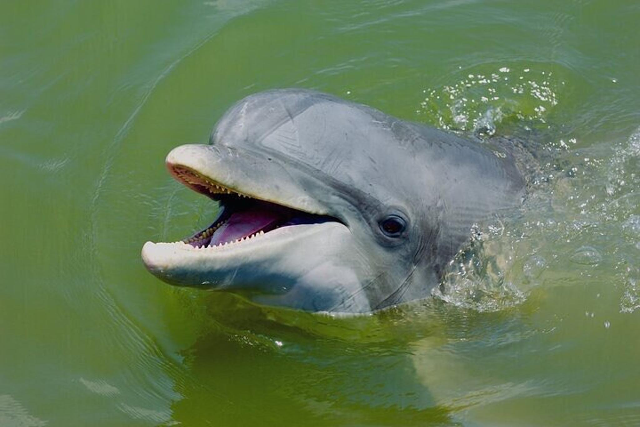 Hilton Head Dolphin Nature Kayak Tour - Image 3