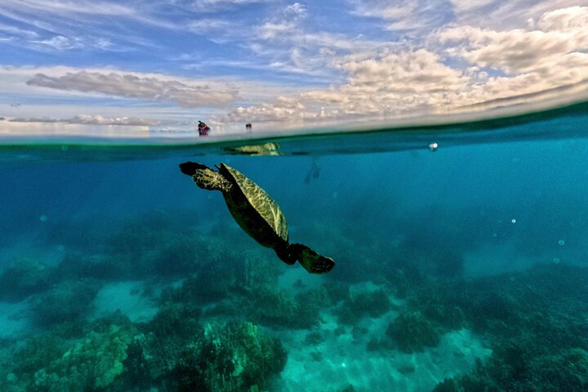 Maui Tandem Clear Kayak Rental 2 hr - Image 2