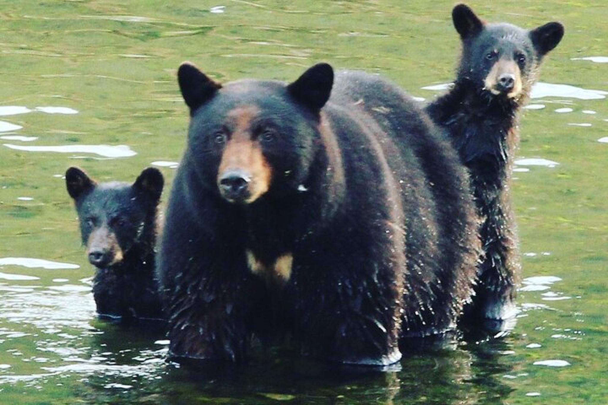 Ketchikan Private Wildlife Tour 3 hr