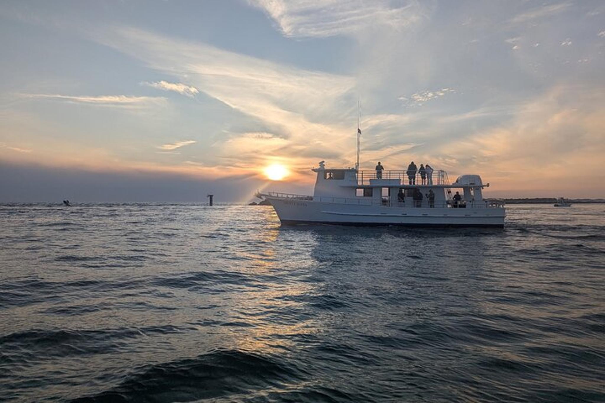 Destin Dolphin Watching Adventure - Image 3