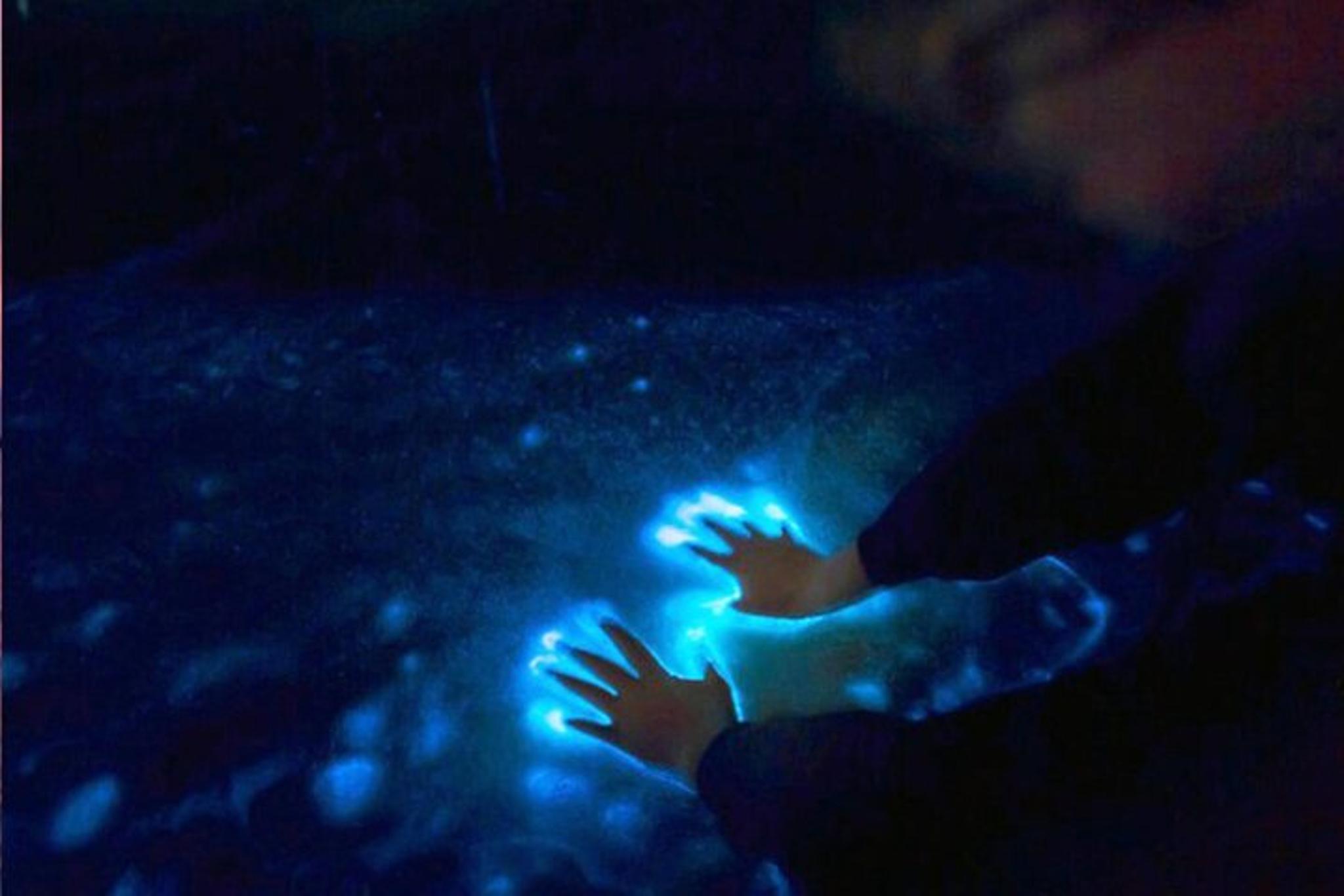 Orlando Bioluminescence Kayak Tour - Image 6