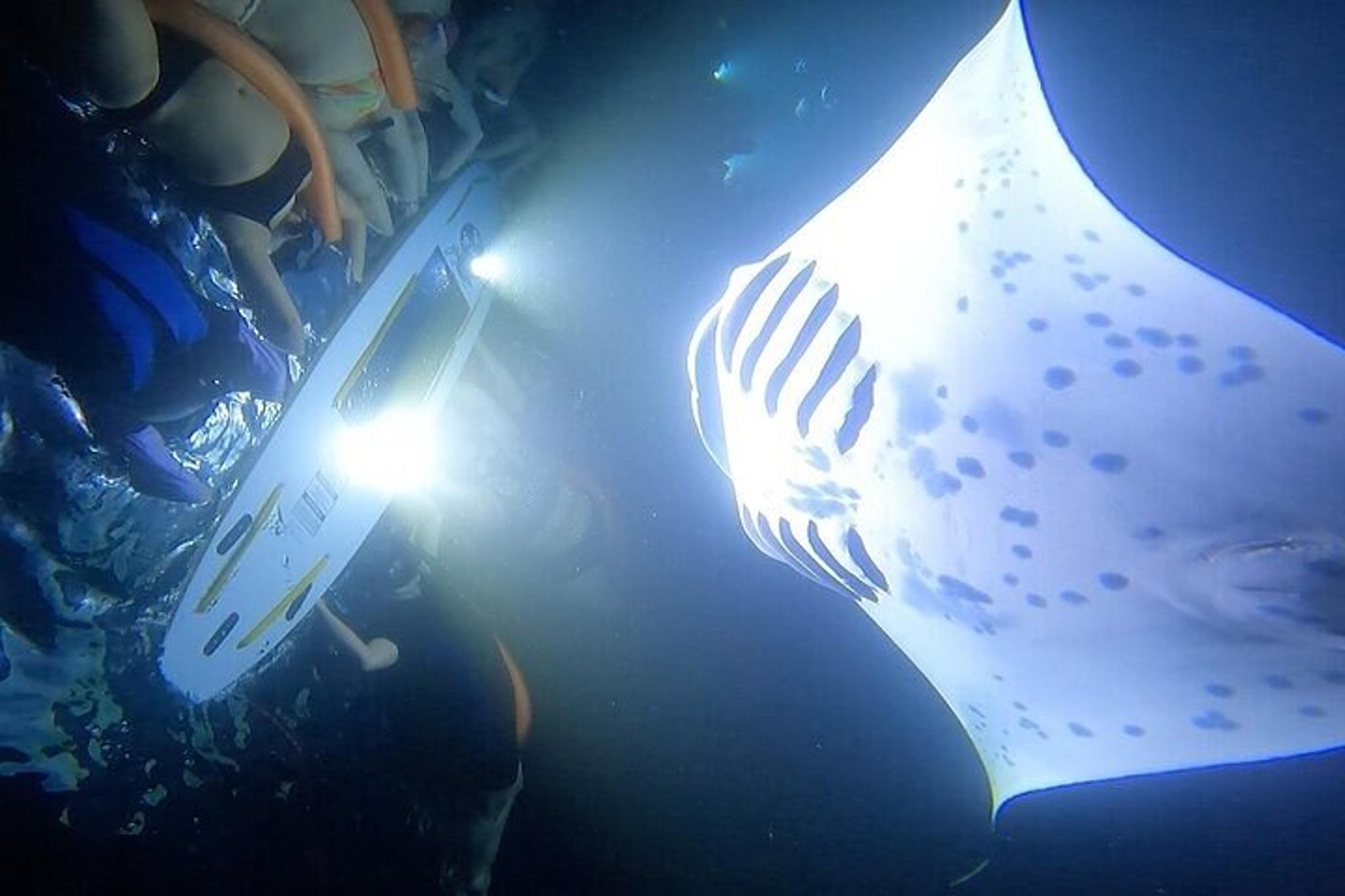 Kailua-Kona Manta Ray Snorkel Tour - Image 6