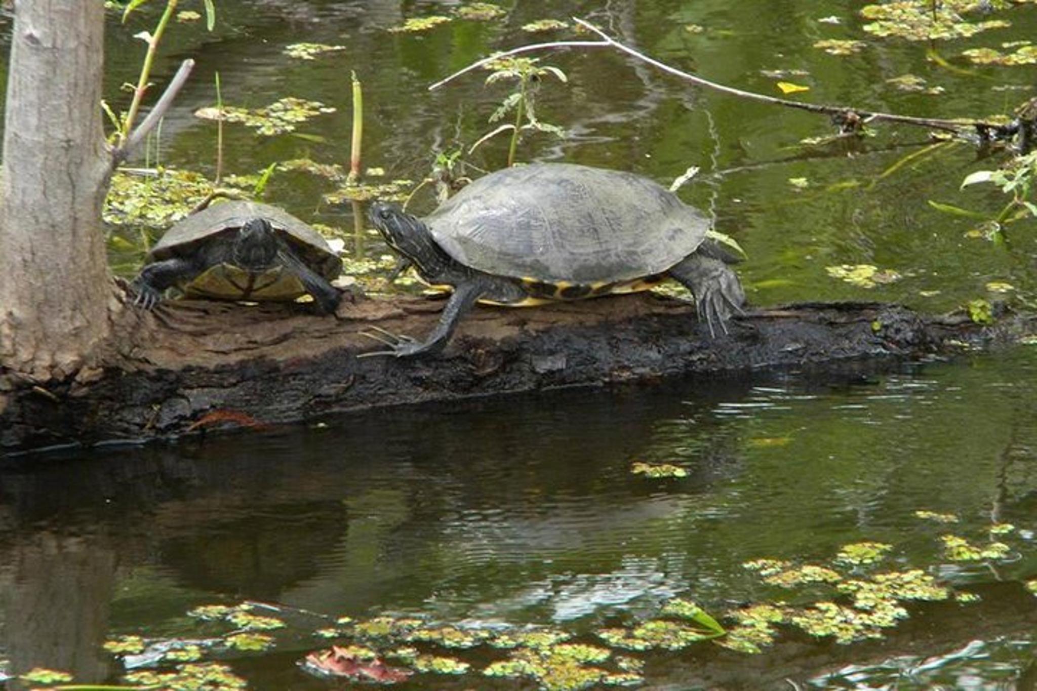 Marrero Swamp and Bayou Boat Tour 90 Min - Image 5