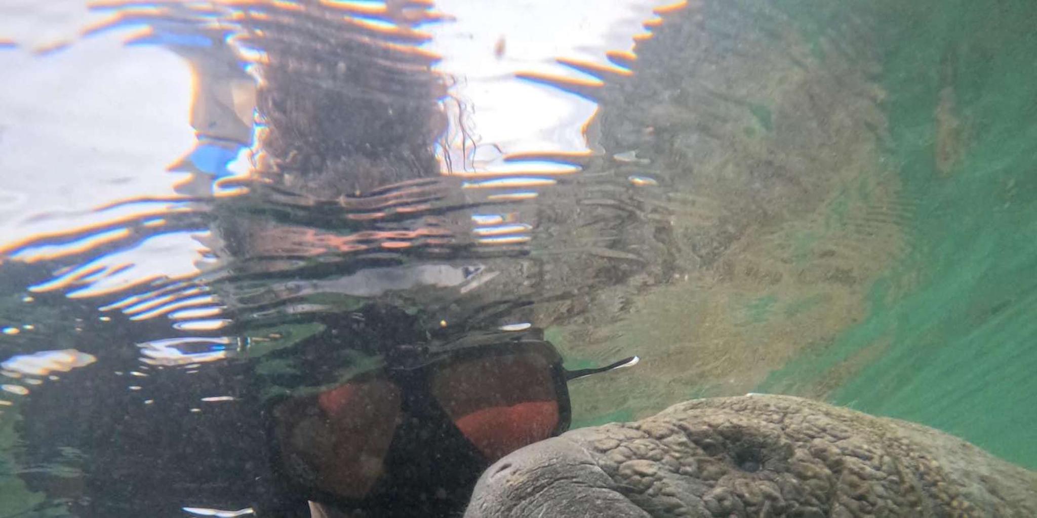 Crystal River Swim with Manatees Tour - Image 6