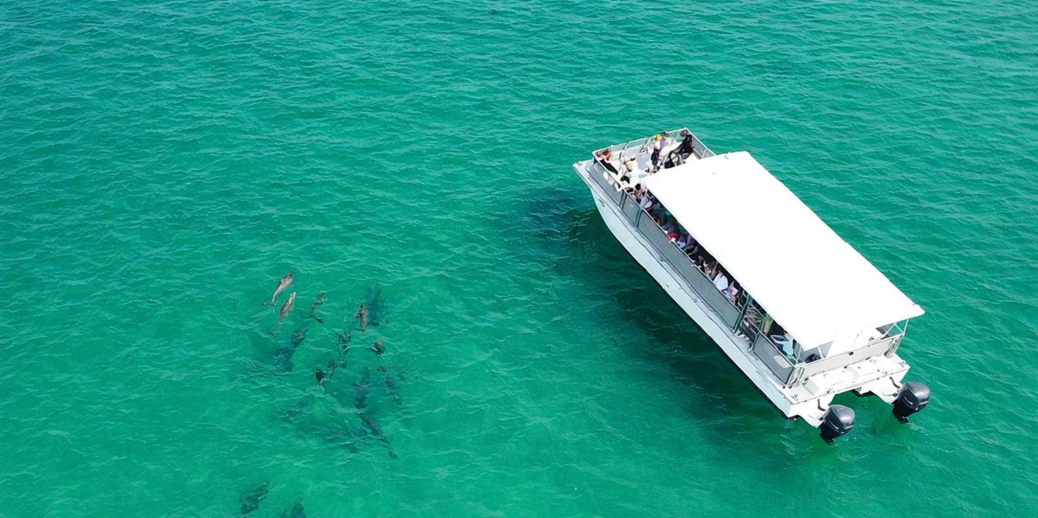 Panama City Beach Snorkeling and Dolphin Watching Tour - Image 3