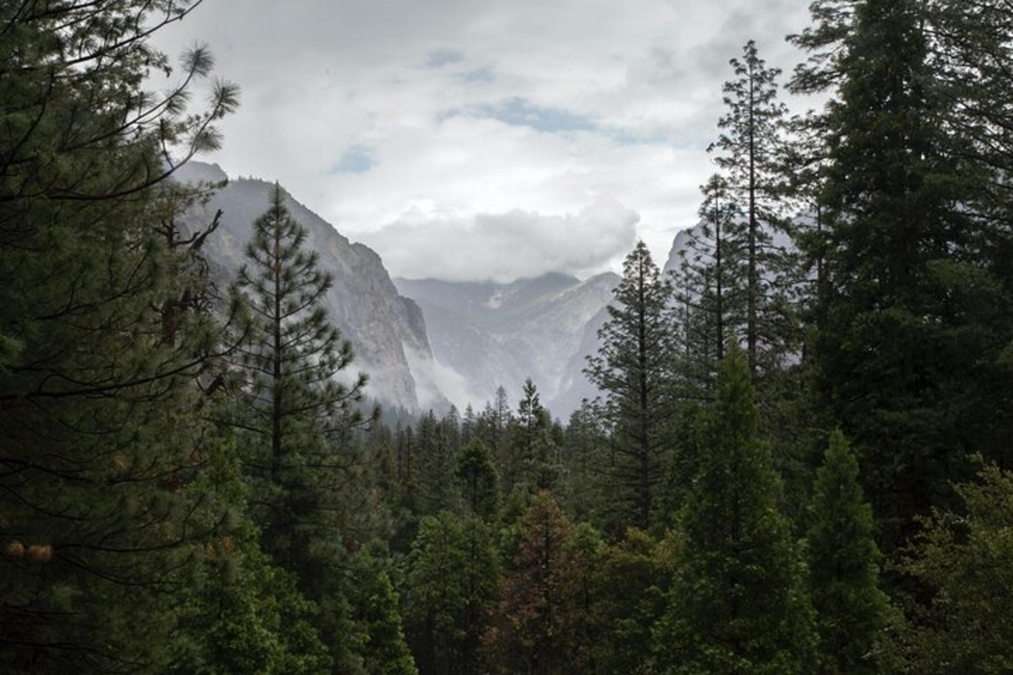 Sequoia Private Tour & Hike - Image 3