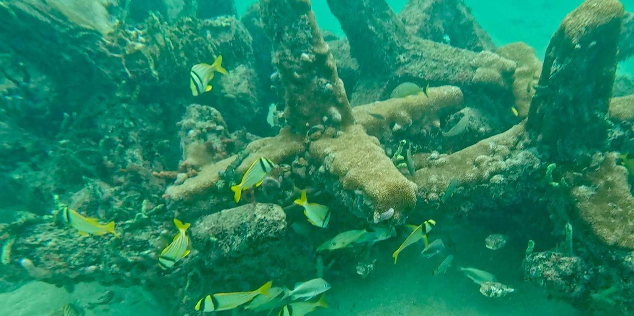 Fort Lauderdale Ocean Reef Snorkel Tour with Snacks - Image 2