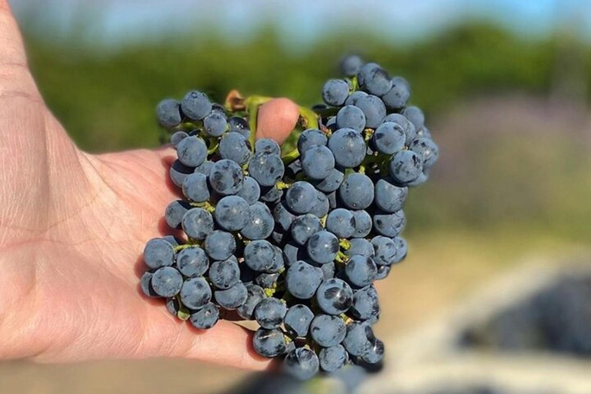 Woodinville Wine Pass - Image 5