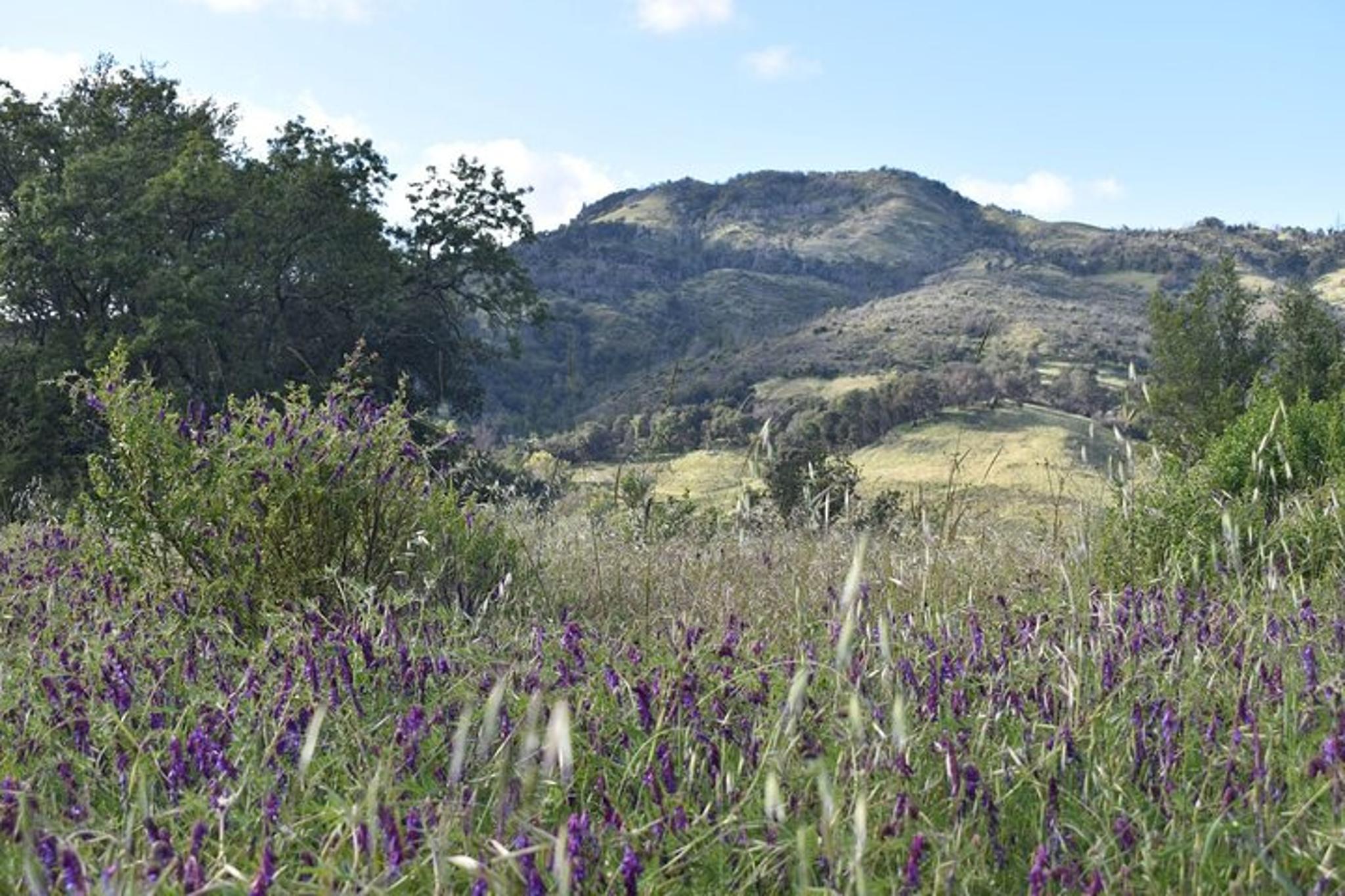Sonoma & Napa Valley Self-Guided Audio Tour - Image 4