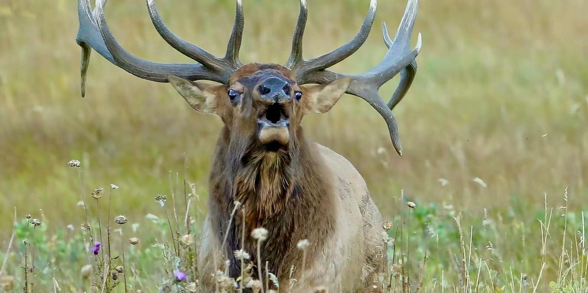 Estes Park Rocky Mountain National Park Photography Tour - Image 2