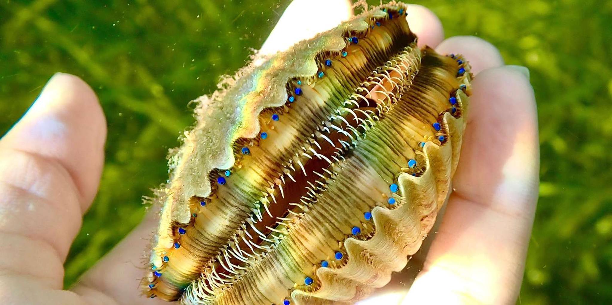 Crystal River Scalloping Tour - Image 5