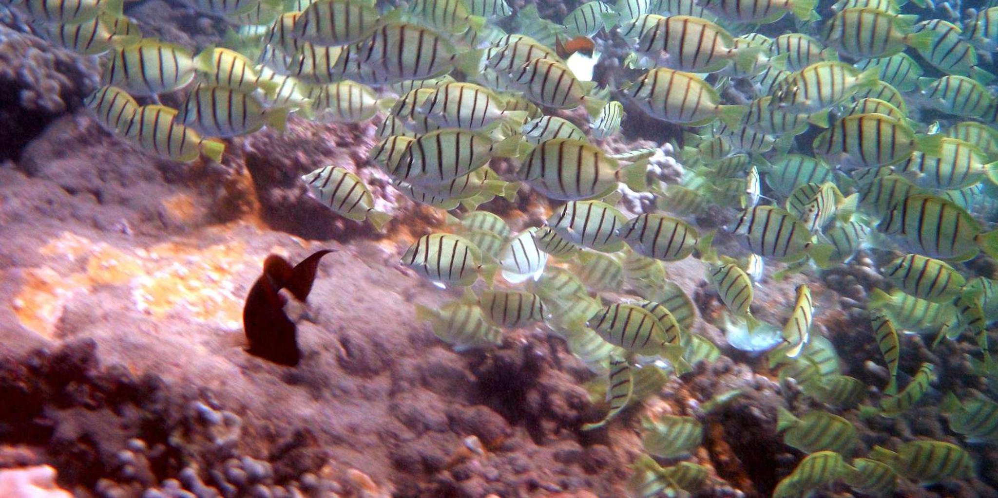 West Maui Kayak and Snorkel Tour at Olowalu - Image 2
