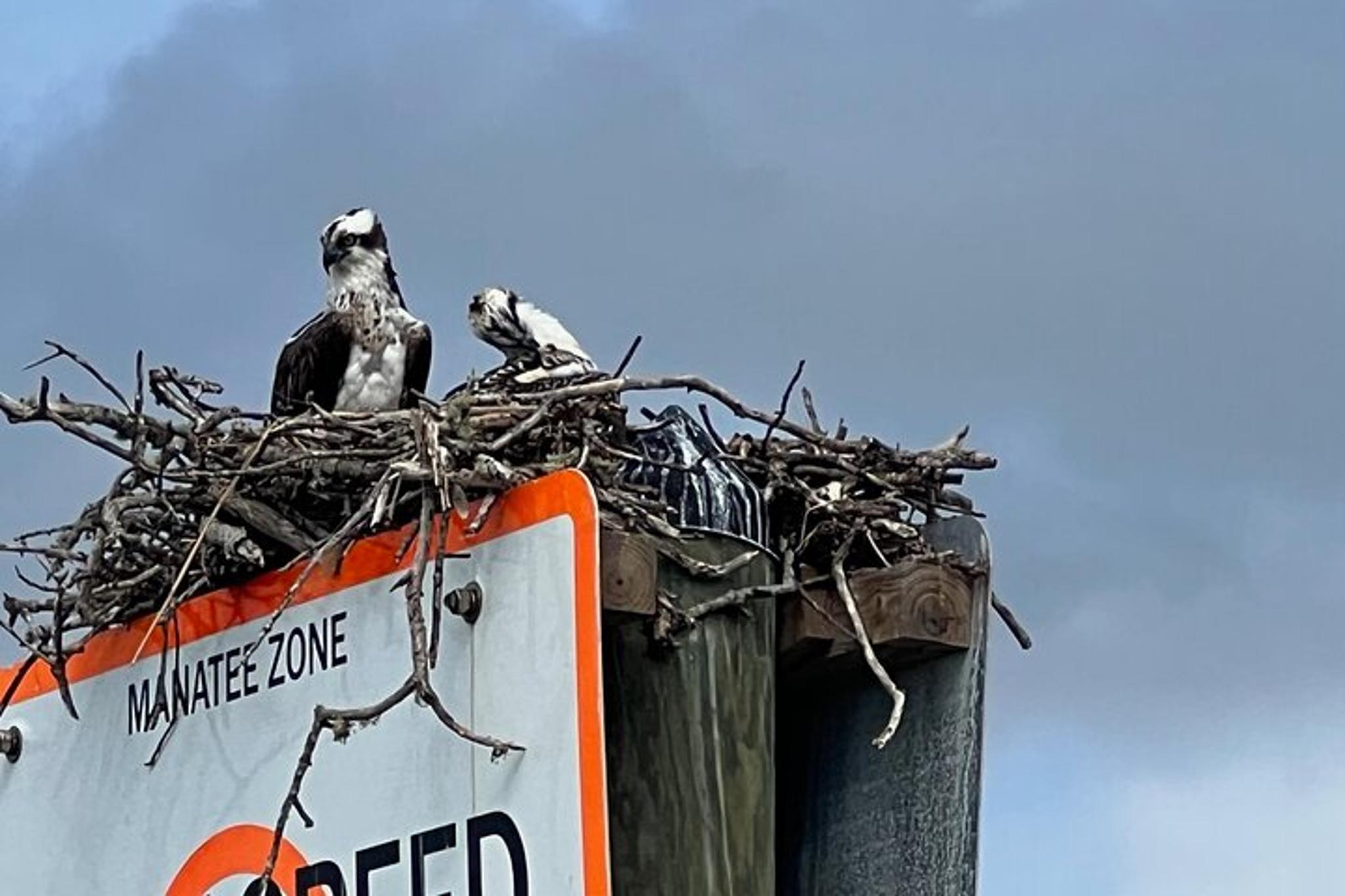 Marco Island Shelling and Dolphin EcoTour 3 hr - Image 4