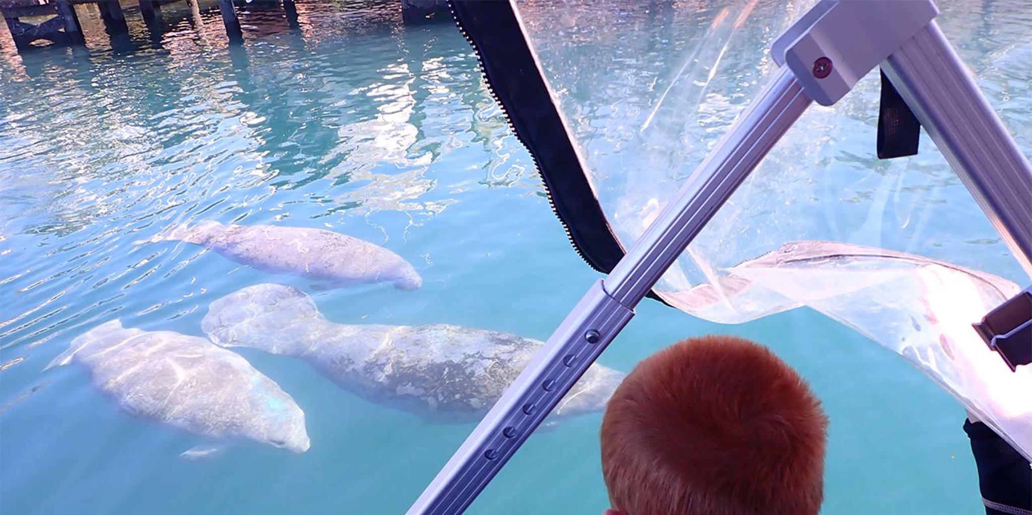 Crystal River Manatee Viewing Cruise 90 min