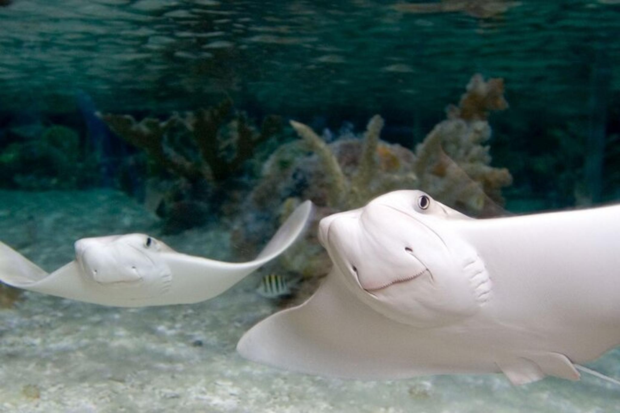 New Jersey SEA LIFE Aquarium Admission - Image 6