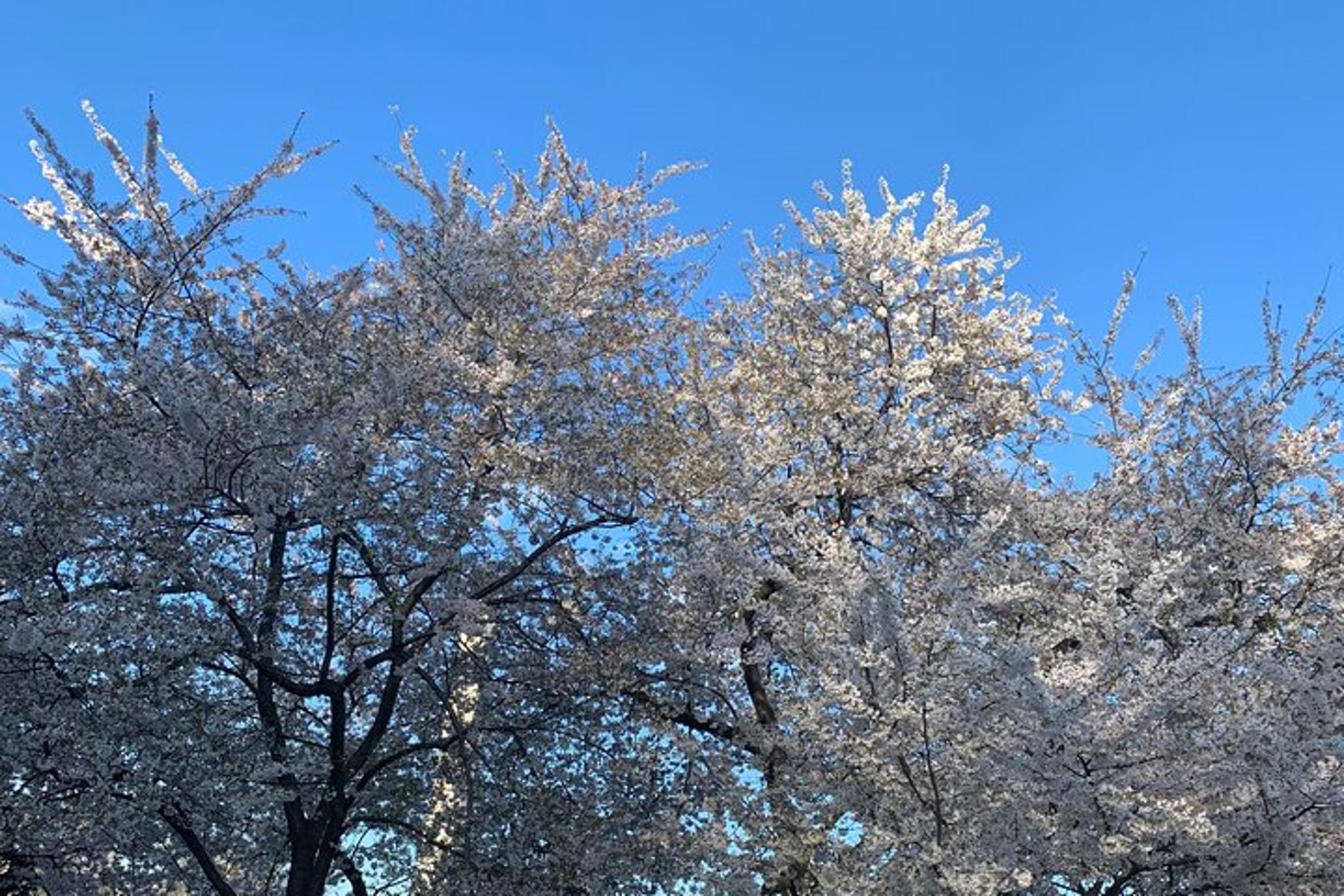 Washington DC Private Customizable Tour 4 hr - Image 5