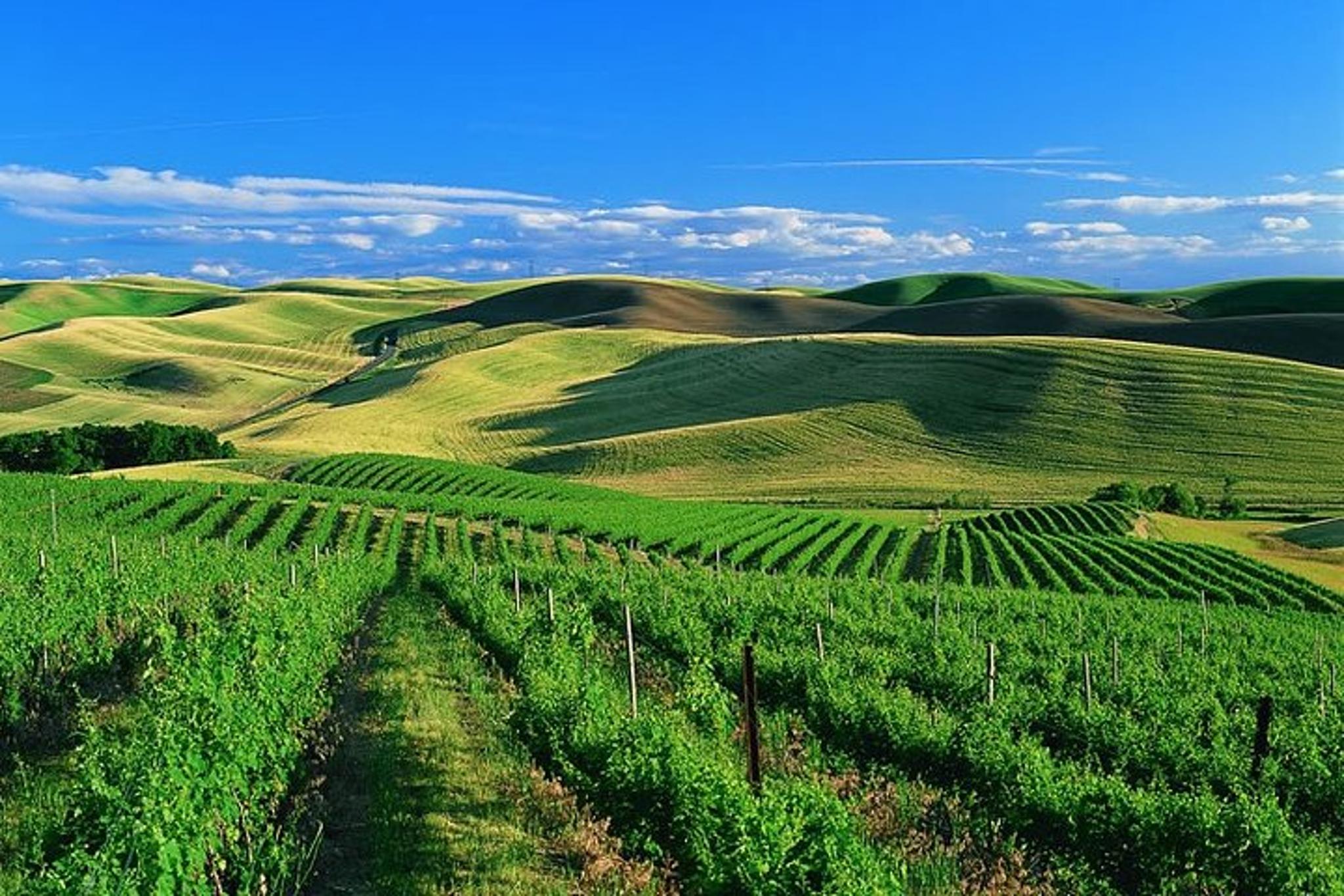 San Francisco Airport Transfer to Sonoma Valley - Image 6