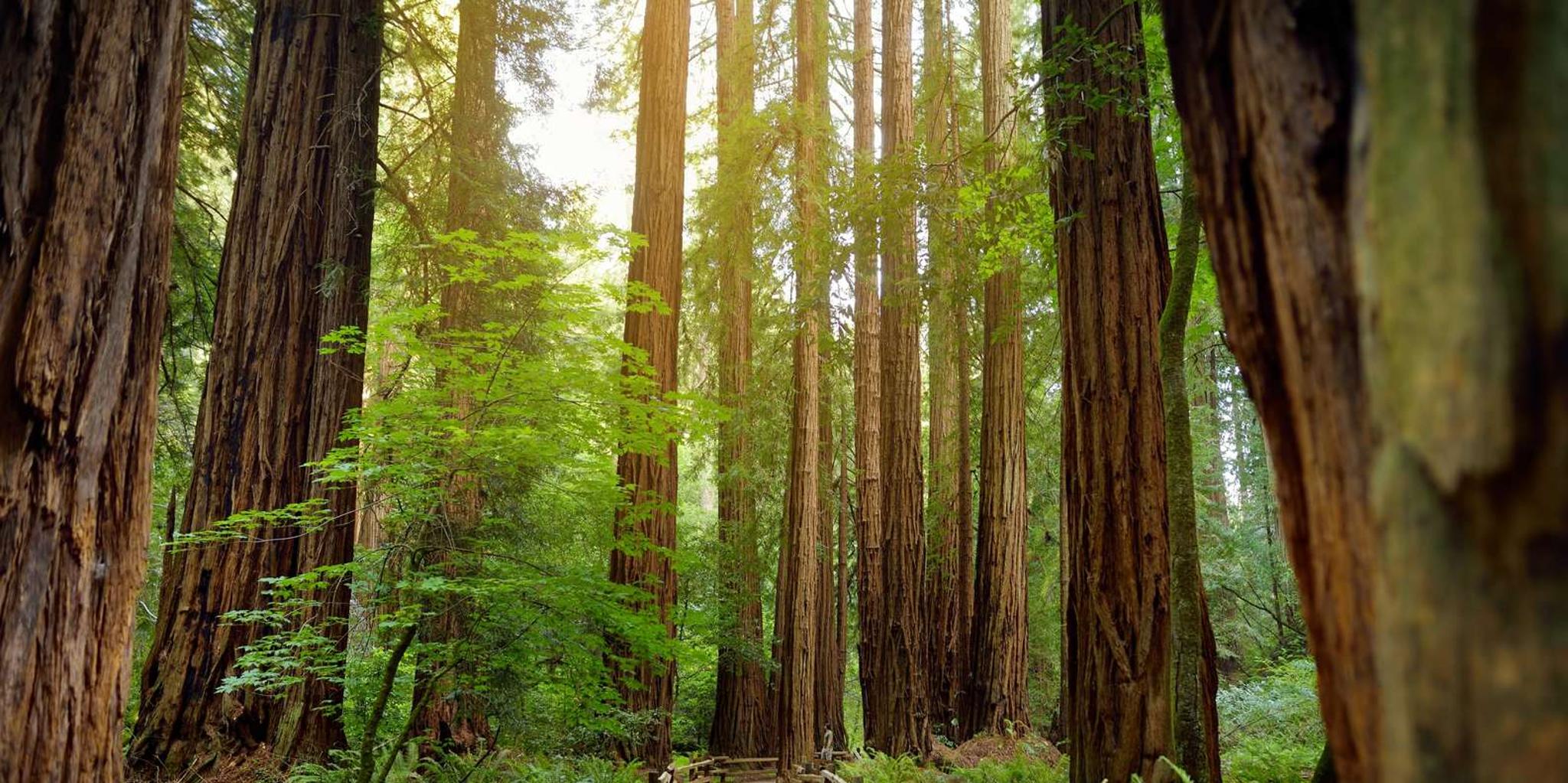 San Francisco Muir Woods Guided Tour - Image 3
